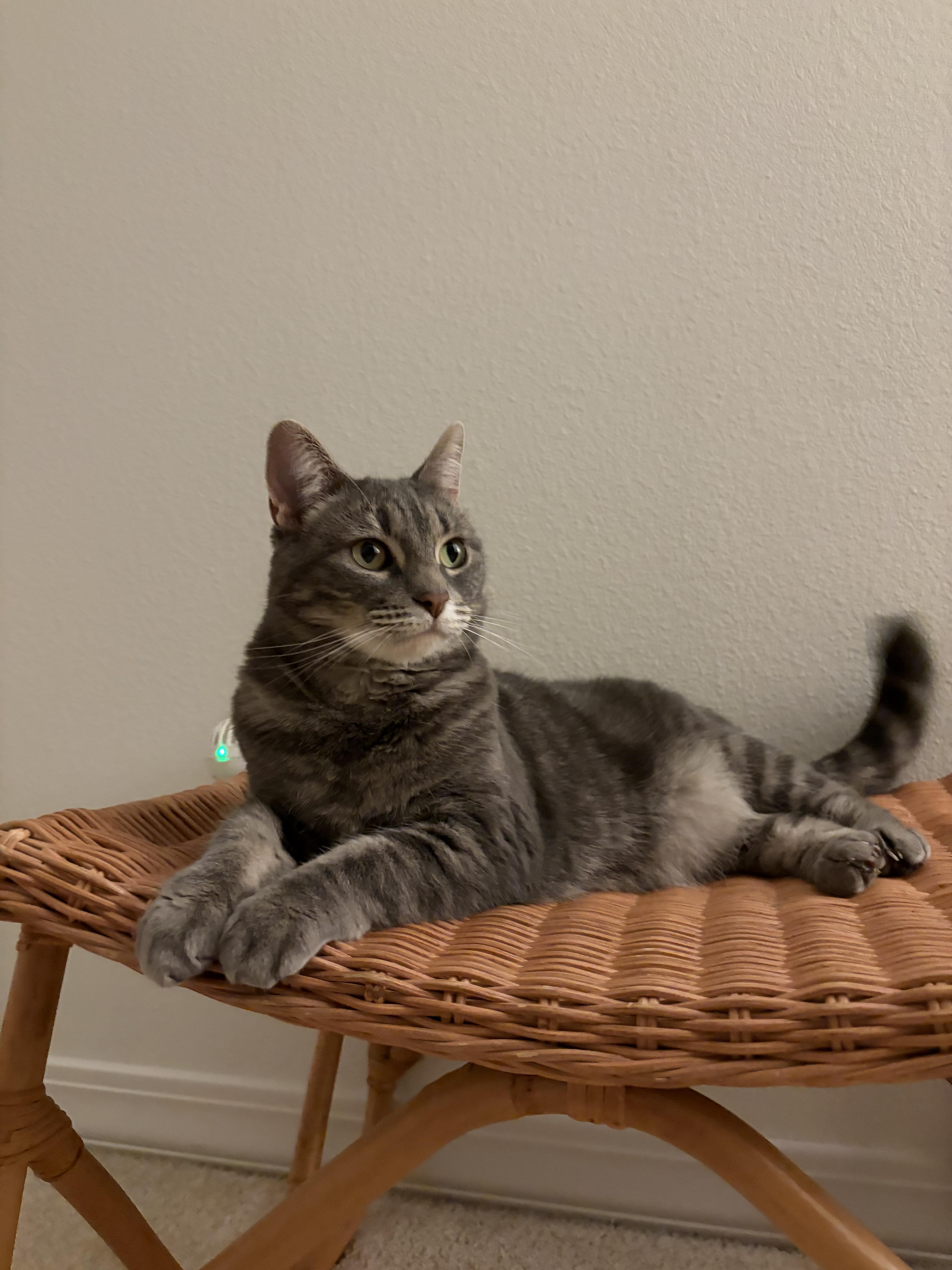 Enlarge Sassy, a Adoptable Domestic Short Hair in Twin Falls, ID image 3/3