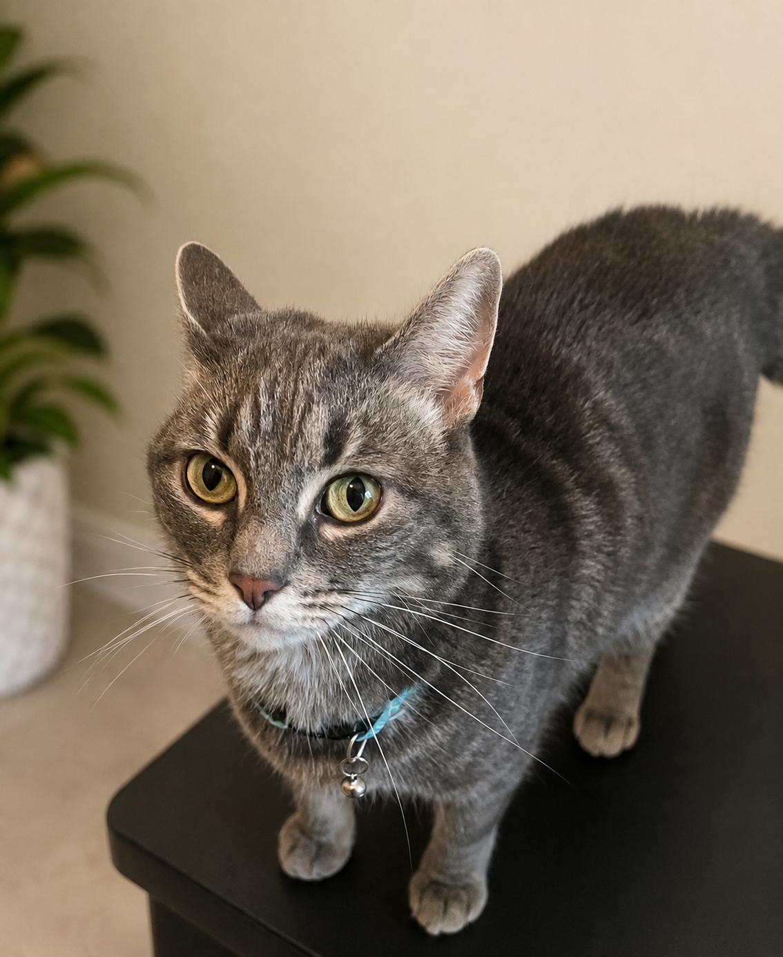 Enlarge Sassy, a Adoptable Domestic Short Hair in Twin Falls, ID image 2/2