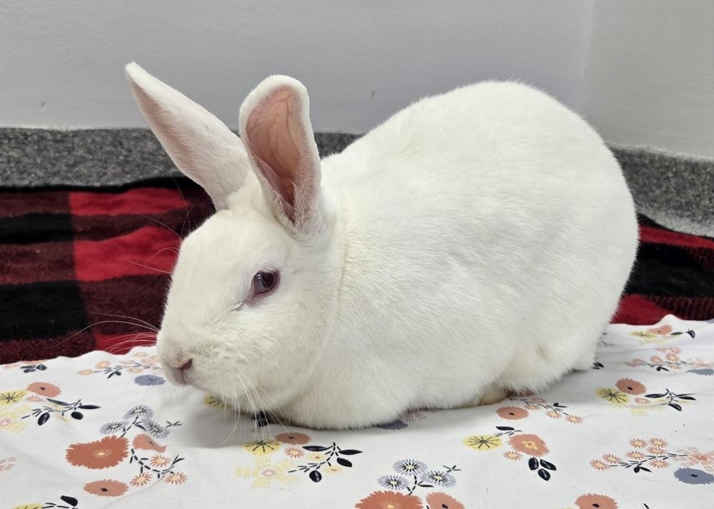 Enlarge Faith, a Adoptable mixed breed in Westford, MA image 1/6