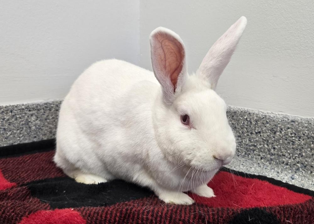 Enlarge Faith, a Adoptable mixed breed in Westford, MA image 2/6