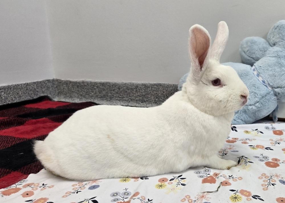 Faith, Adoptable, Adult Female Florida White.