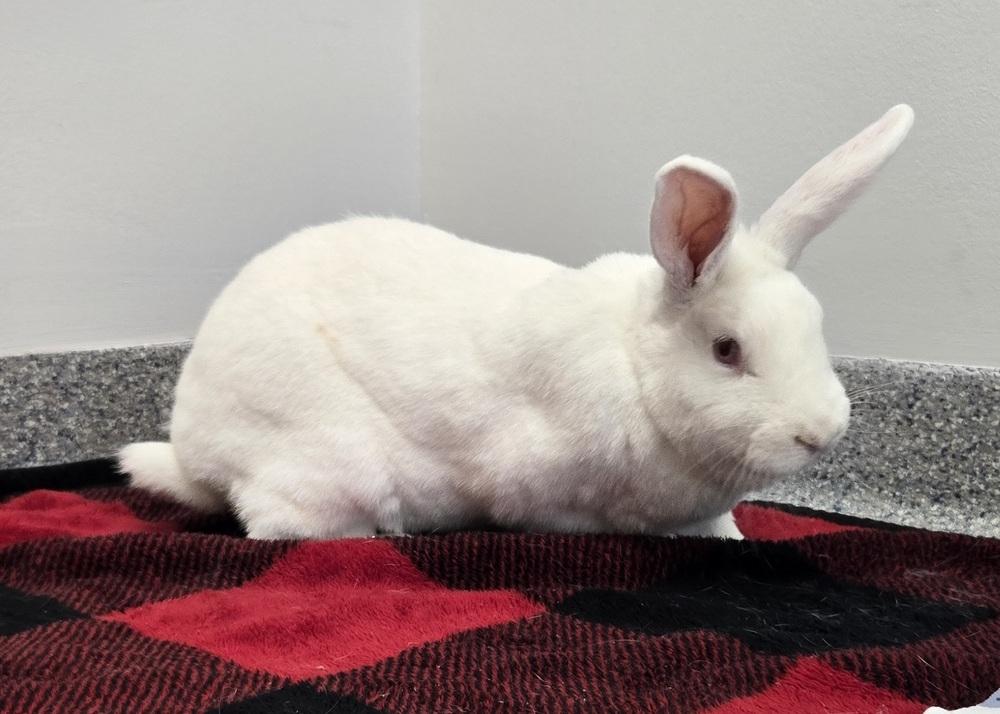 Enlarge Faith, a Adoptable mixed breed in Westford, MA image 4/6