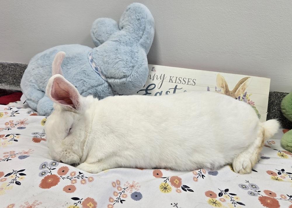 Enlarge Faith, a Adoptable mixed breed in Westford, MA image 5/6