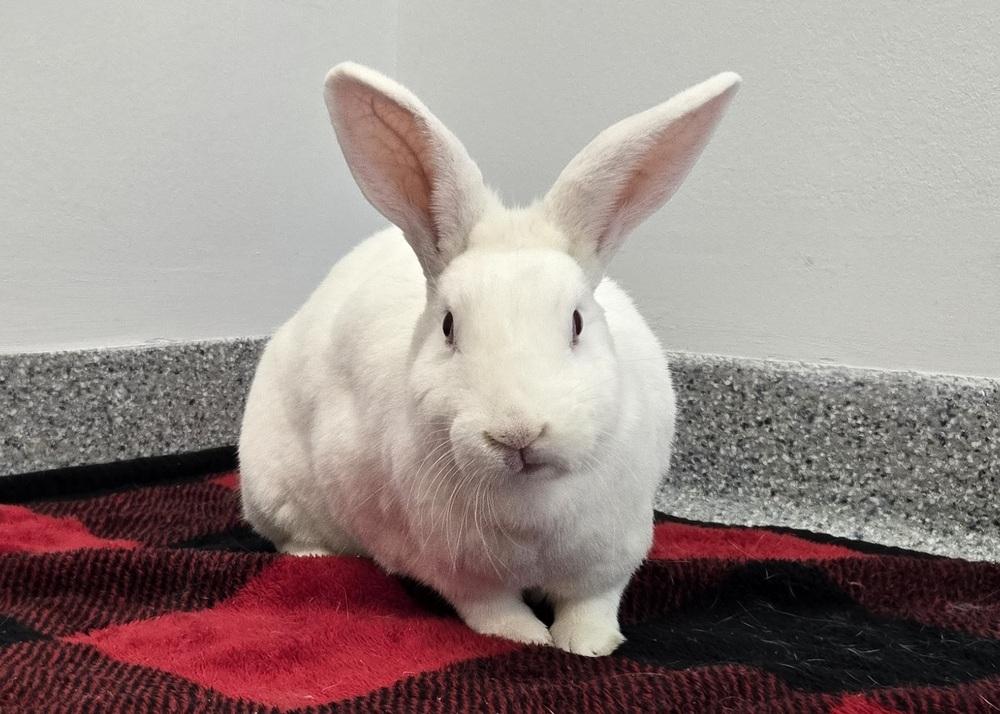 Enlarge Faith, a Adoptable mixed breed in Westford, MA image 6/6