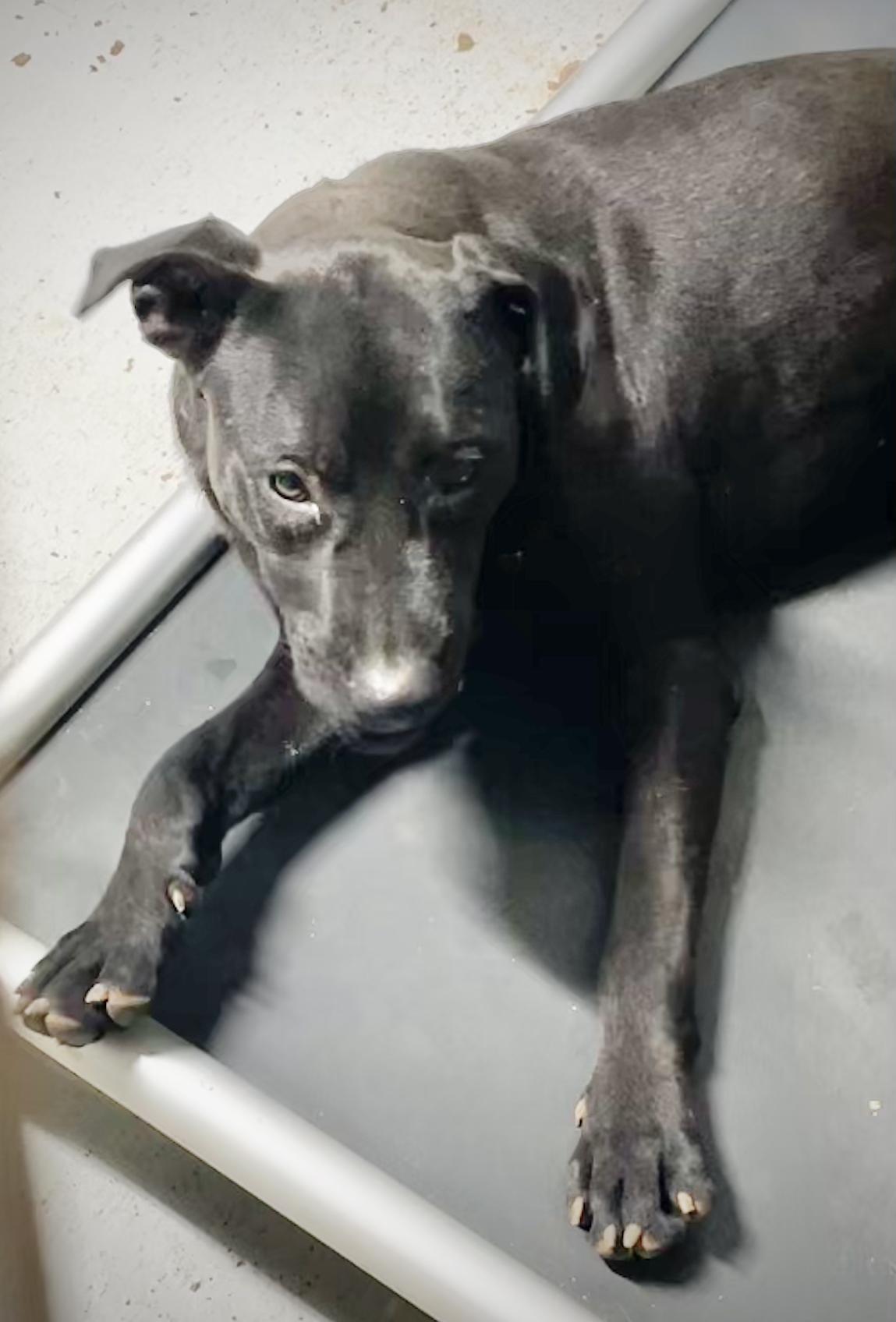 COLE, Adoptable, Young Male Labrador Retriever.