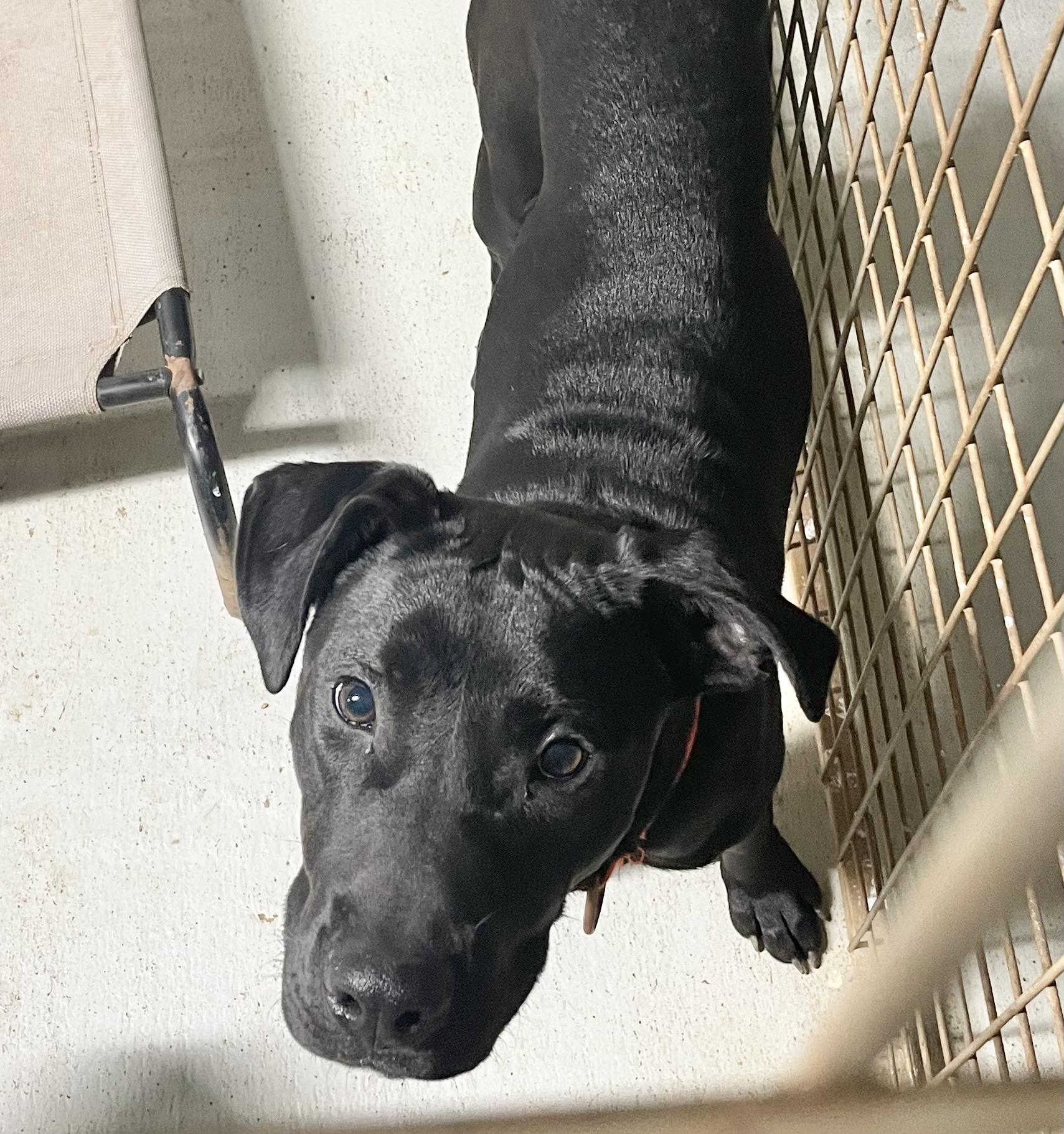 COLE, a Adoptable mixed breed in Headland, AL image 2/3