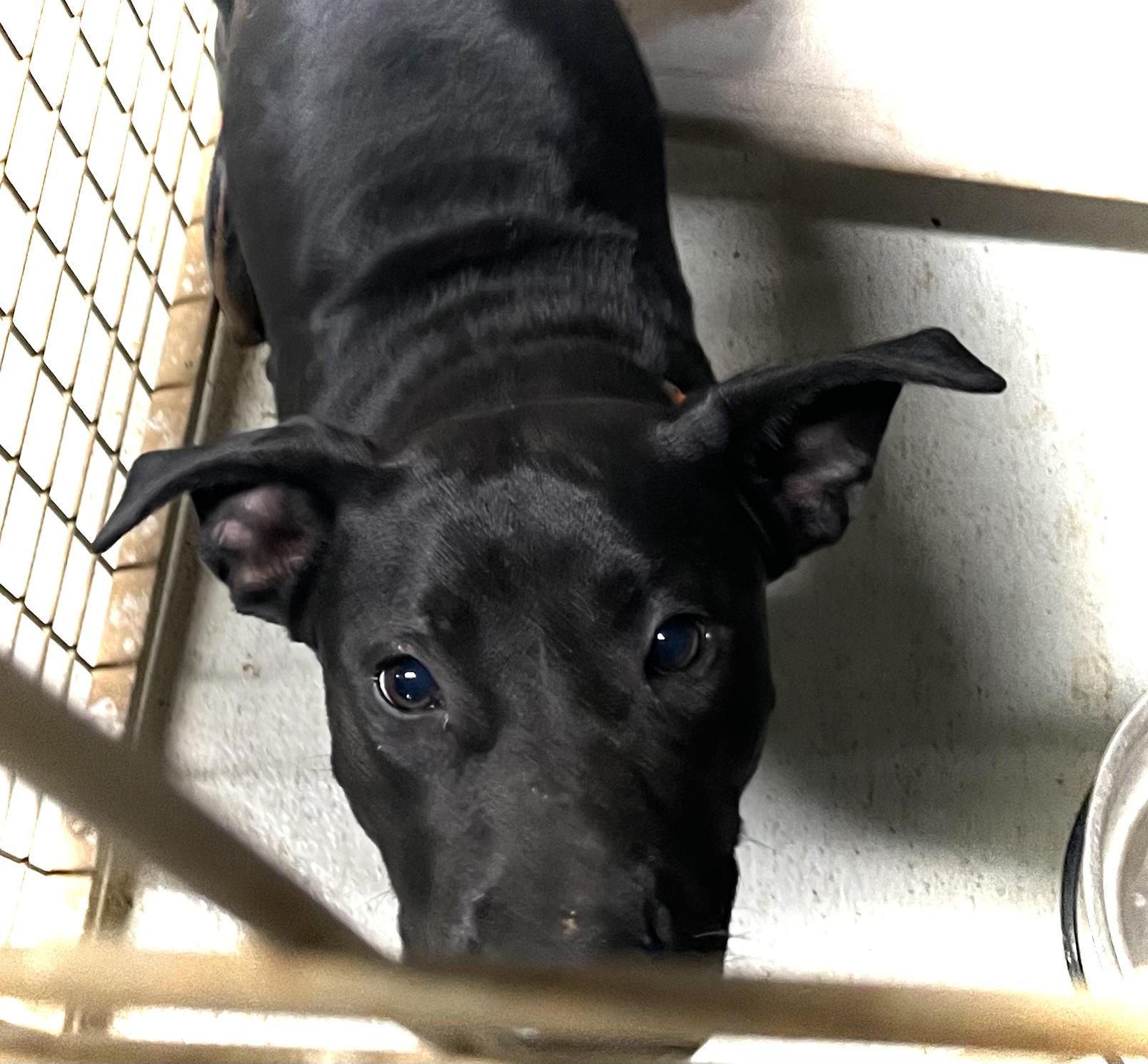 COLE, a Adoptable mixed breed in Headland, AL image 3/3