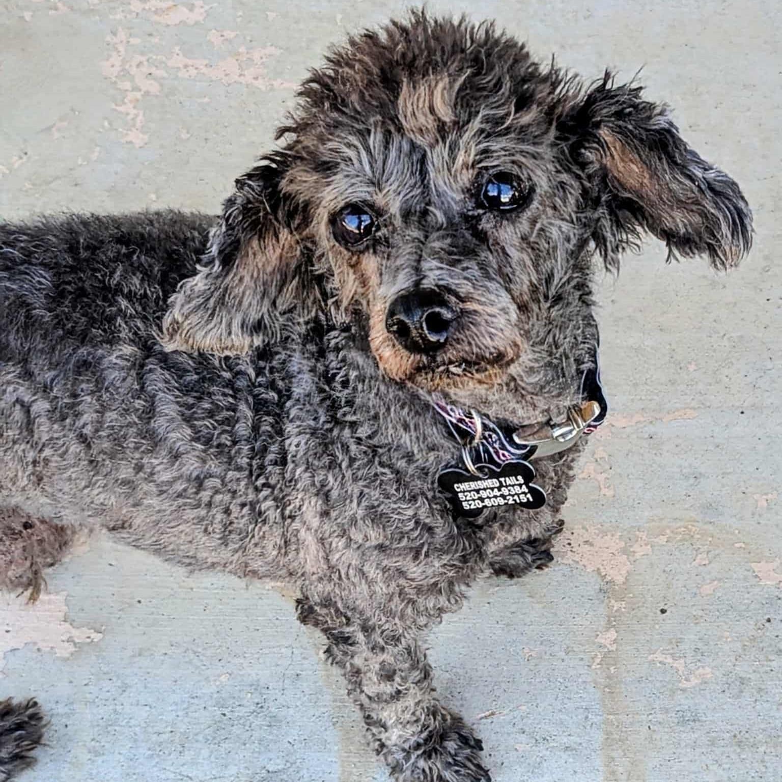 PORKCHOP , a ADOPTABLE Miniature Poodle in Marana, AZ image 2/4