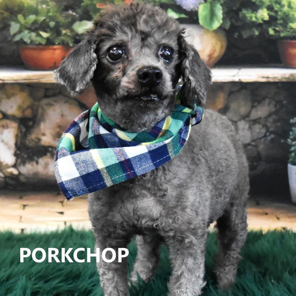 PORKCHOP , ADOPTABLE, Senior Male Miniature Poodle.