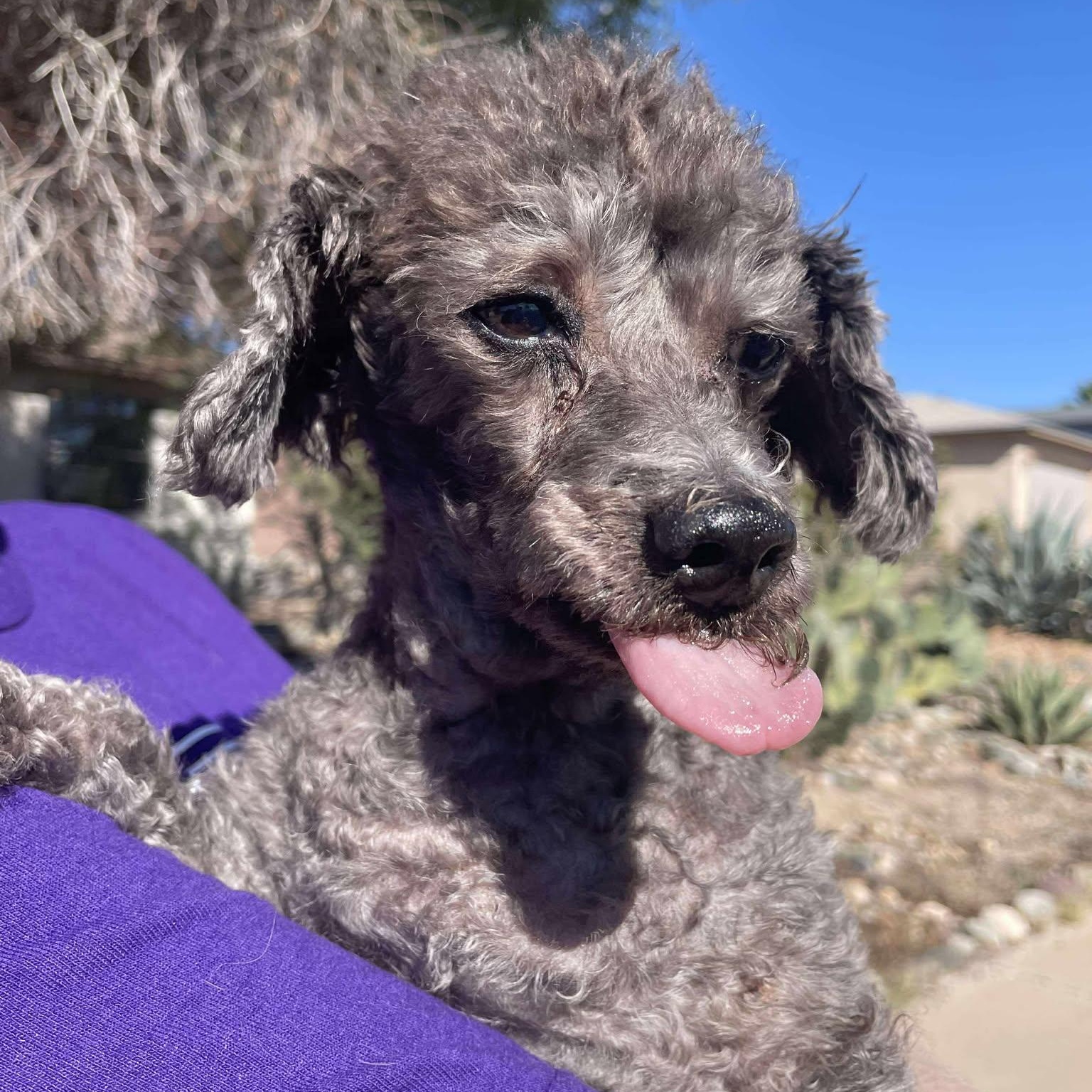 PORKCHOP , a ADOPTABLE Miniature Poodle in Marana, AZ image 4/4