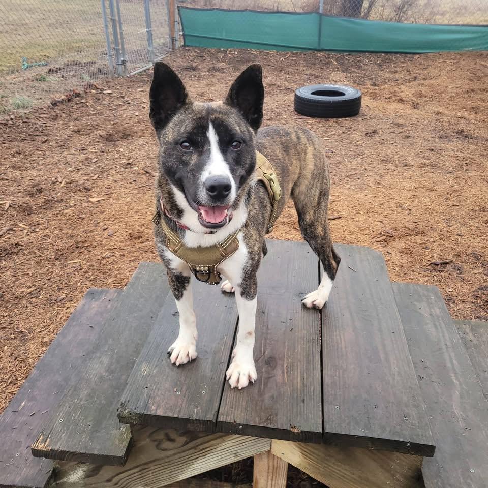 Karma, Adoptable, Adult Male Siberian Husky & Pit Bull Terrier.
