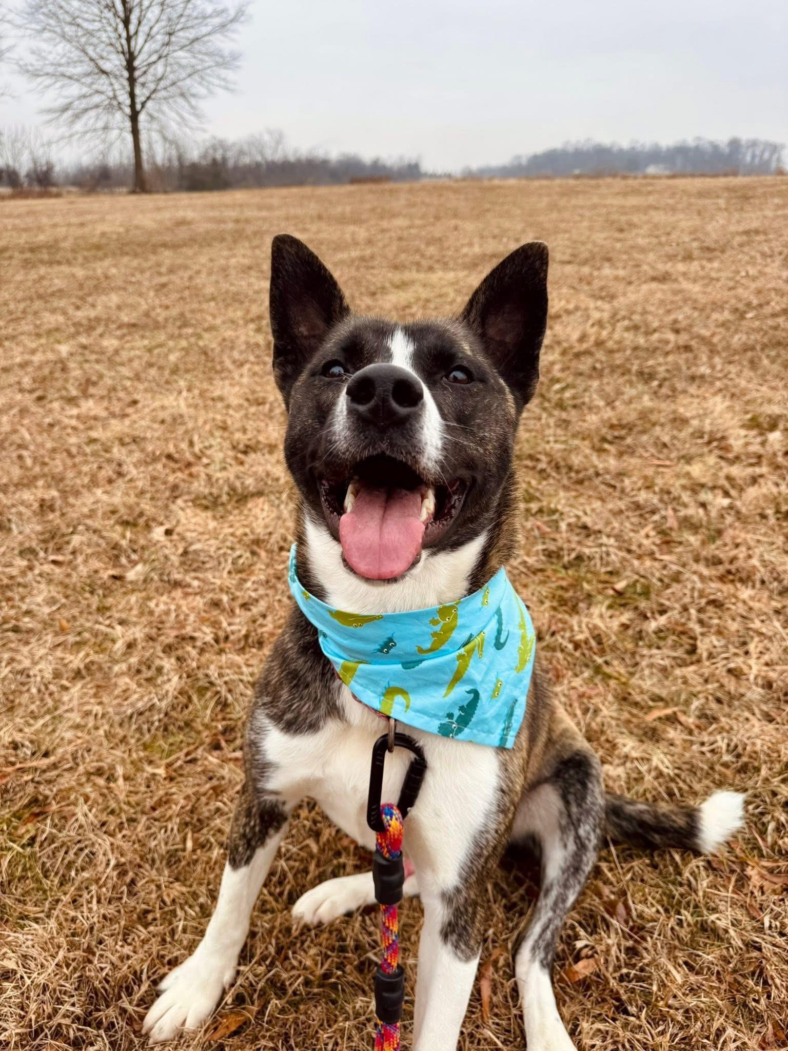 Enlarge Karma, a Adoptable mixed breed in Dillsburg, PA image 5/6