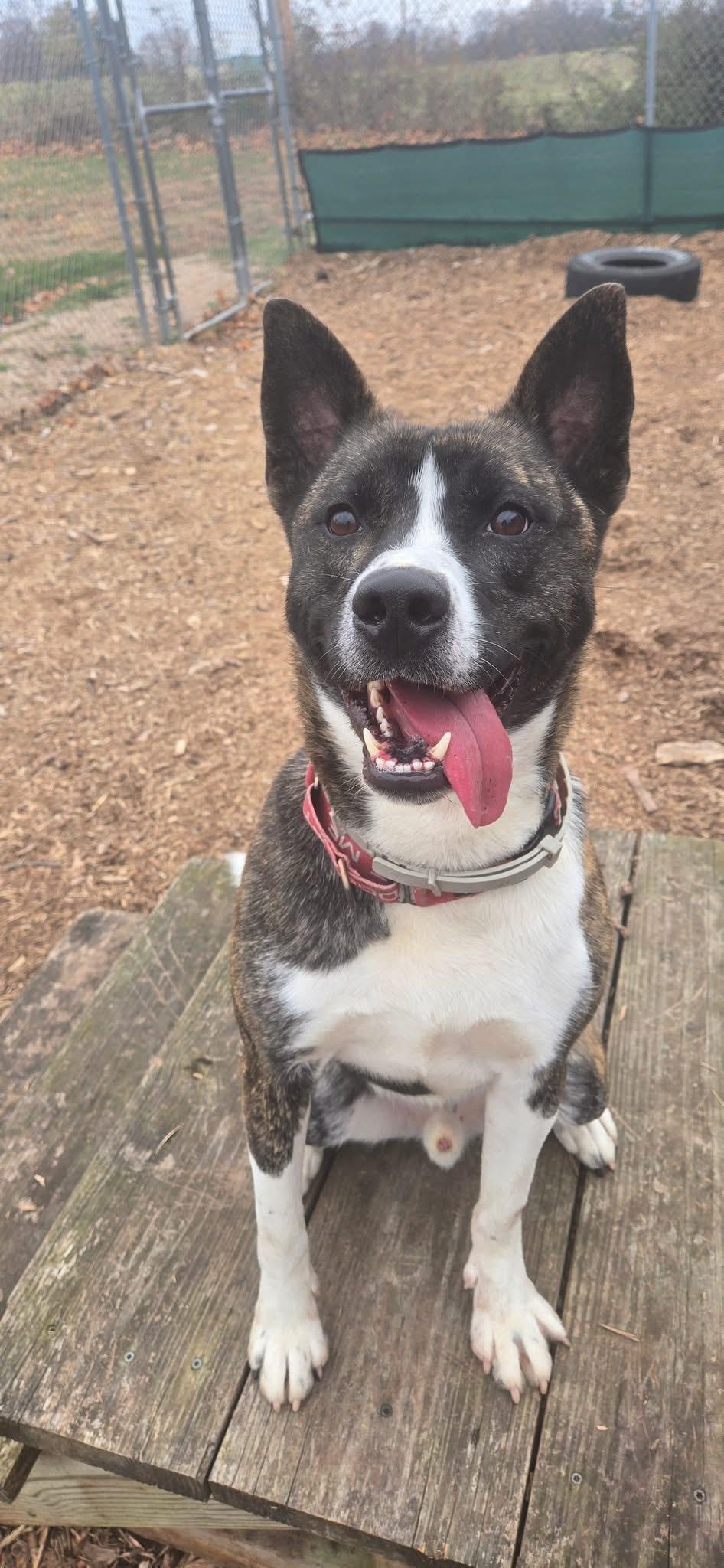 Enlarge Karma, a Adoptable mixed breed in Dillsburg, PA image 6/6