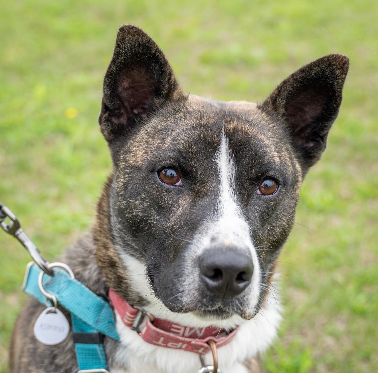 Enlarge Karma, a Adoptable mixed breed in Dillsburg, PA image 5/6