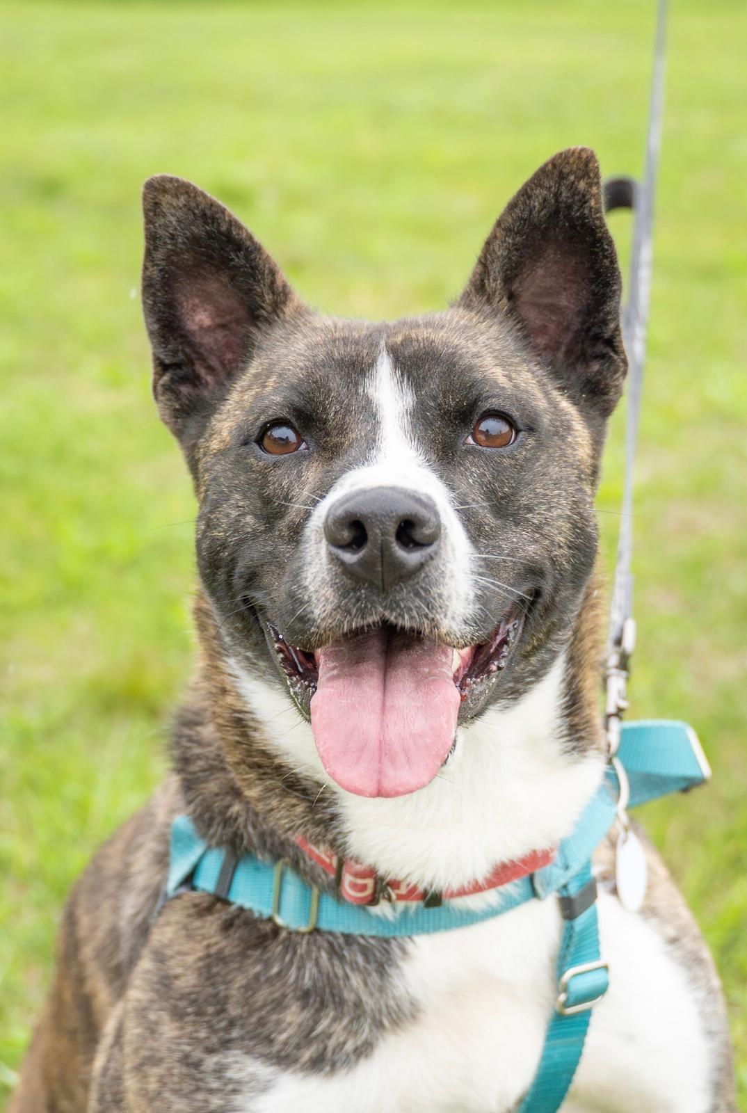 Enlarge Karma, a Adoptable mixed breed in Dillsburg, PA image 6/6