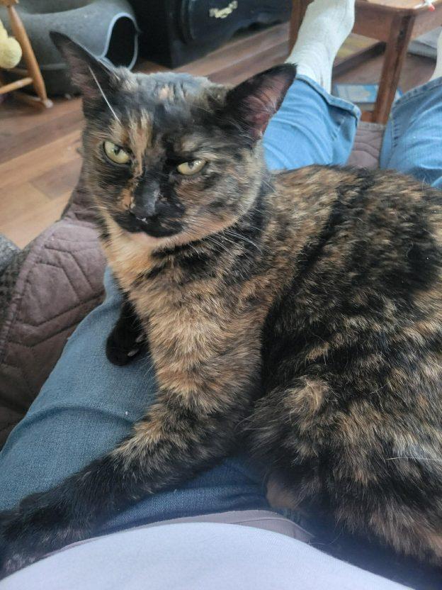 Enlarge Vita, a ADOPTABLE Tortoiseshell in Wasilla, AK image 1/1