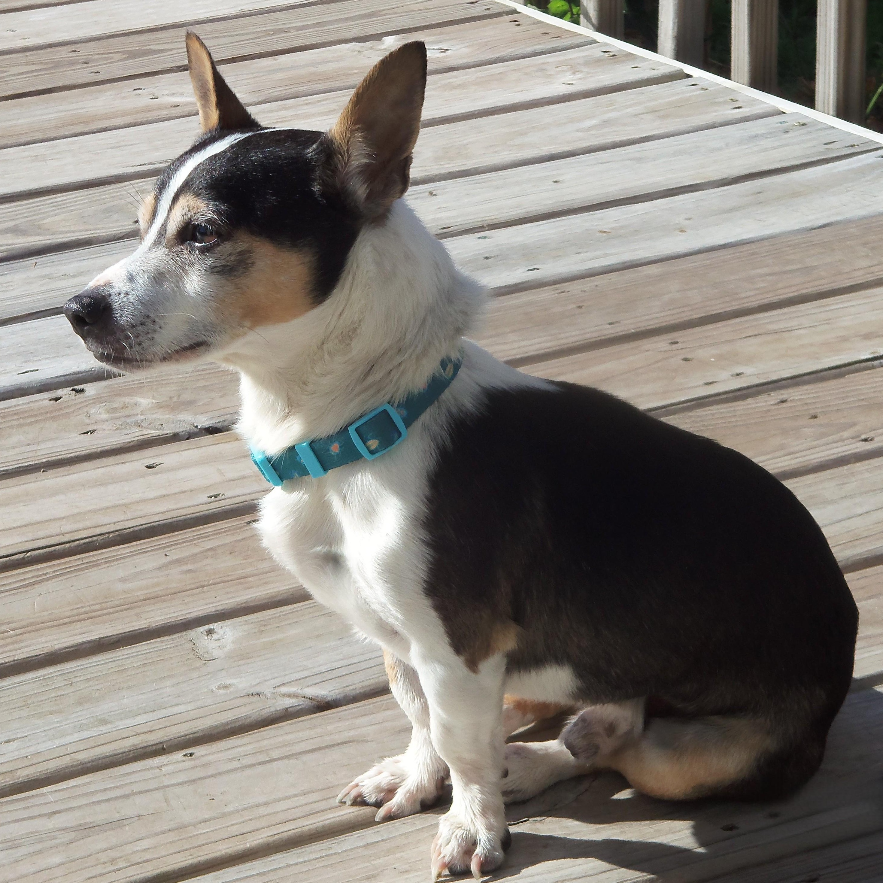 Enlarge Russell, a Adoptable mixed breed in Palatine, IL image 5/6