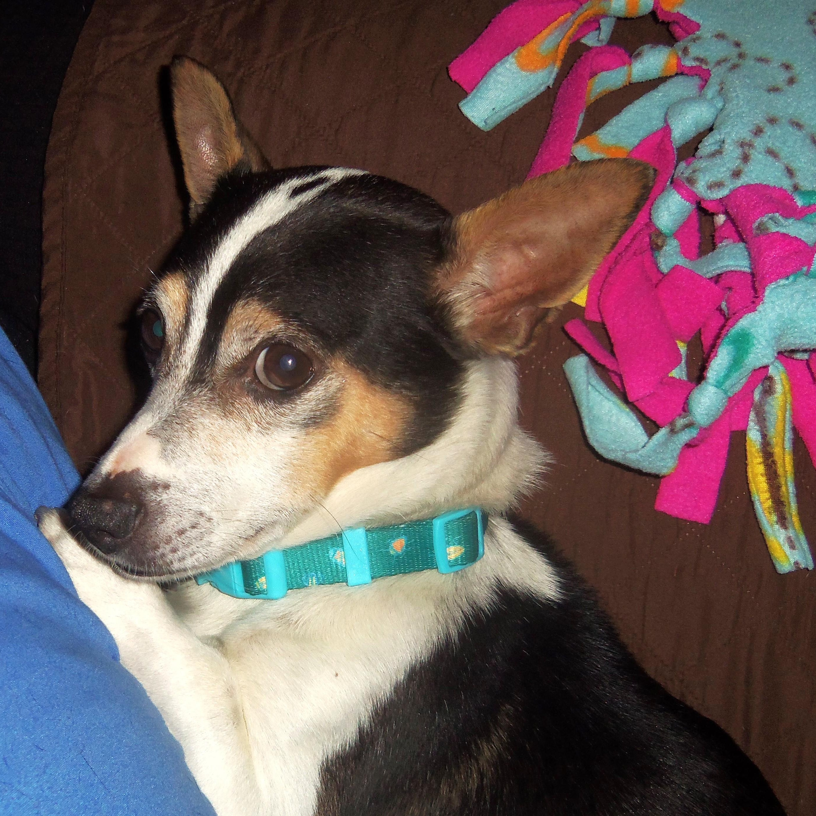 Enlarge Russell, a Adoptable mixed breed in Palatine, IL image 6/6