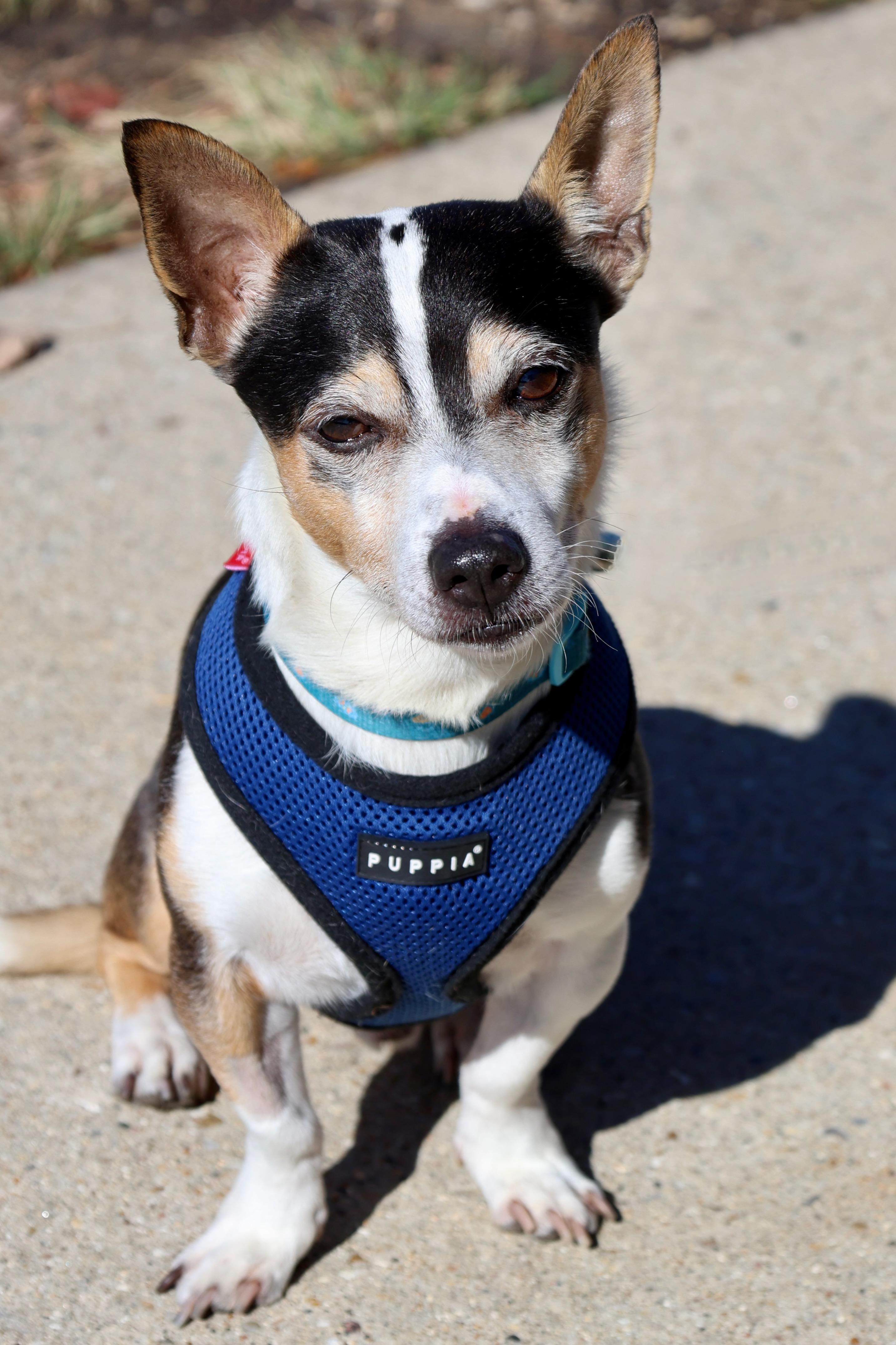 Enlarge Russell, a Adoptable mixed breed in Palatine, IL image 3/6