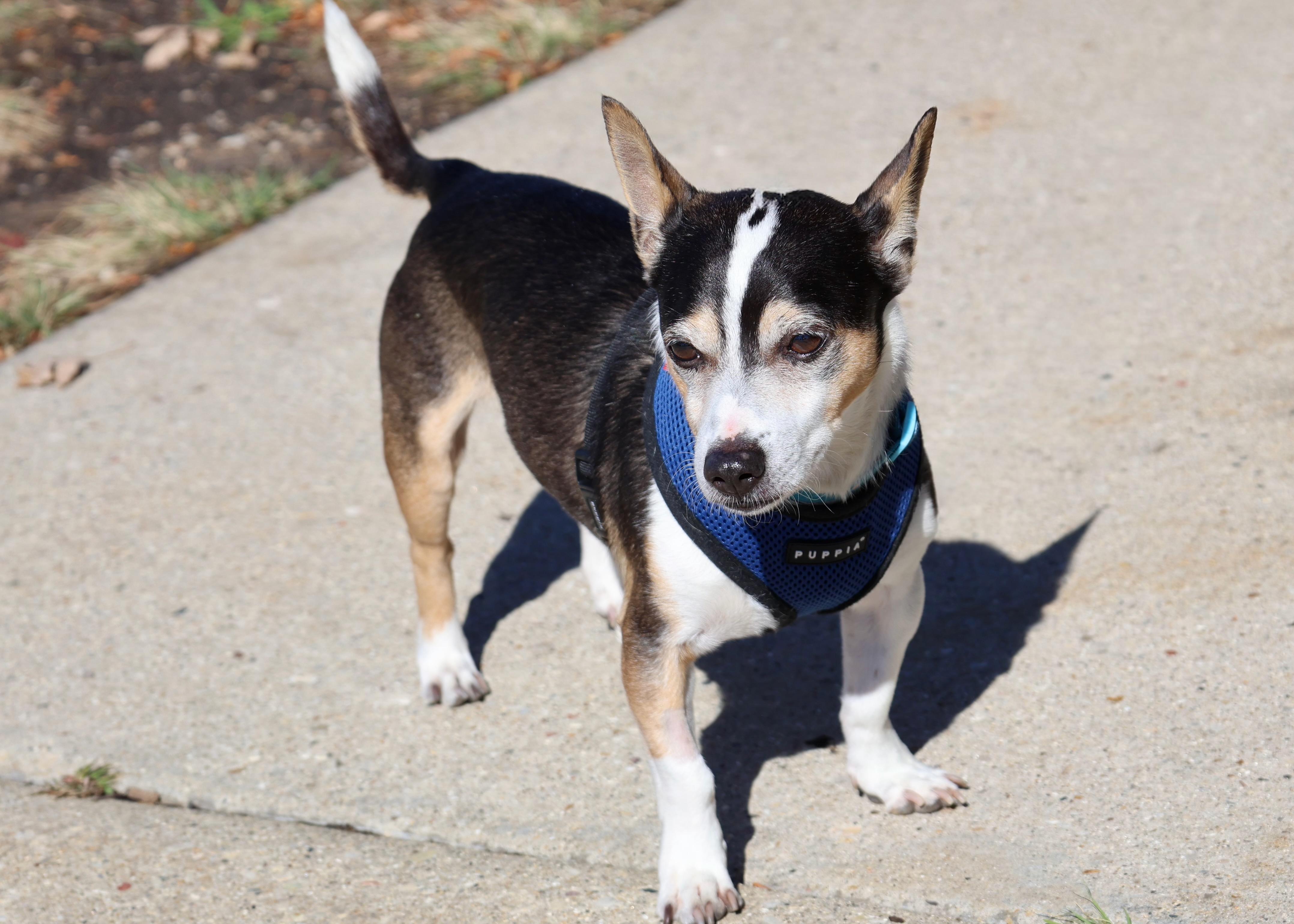 Enlarge Russell, a Adoptable mixed breed in Palatine, IL image 2/6