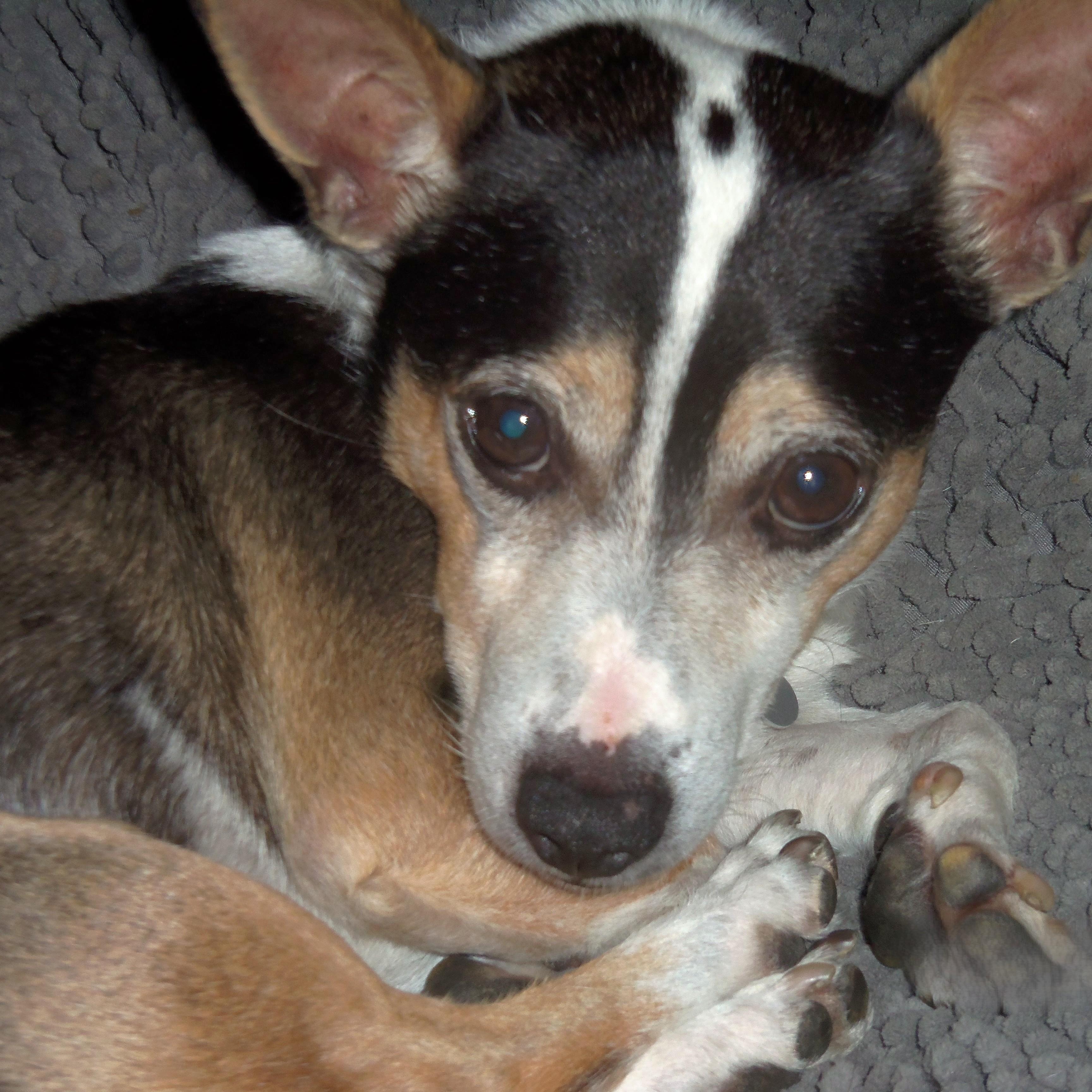 Enlarge Russell, a Adoptable mixed breed in Palatine, IL image 4/6