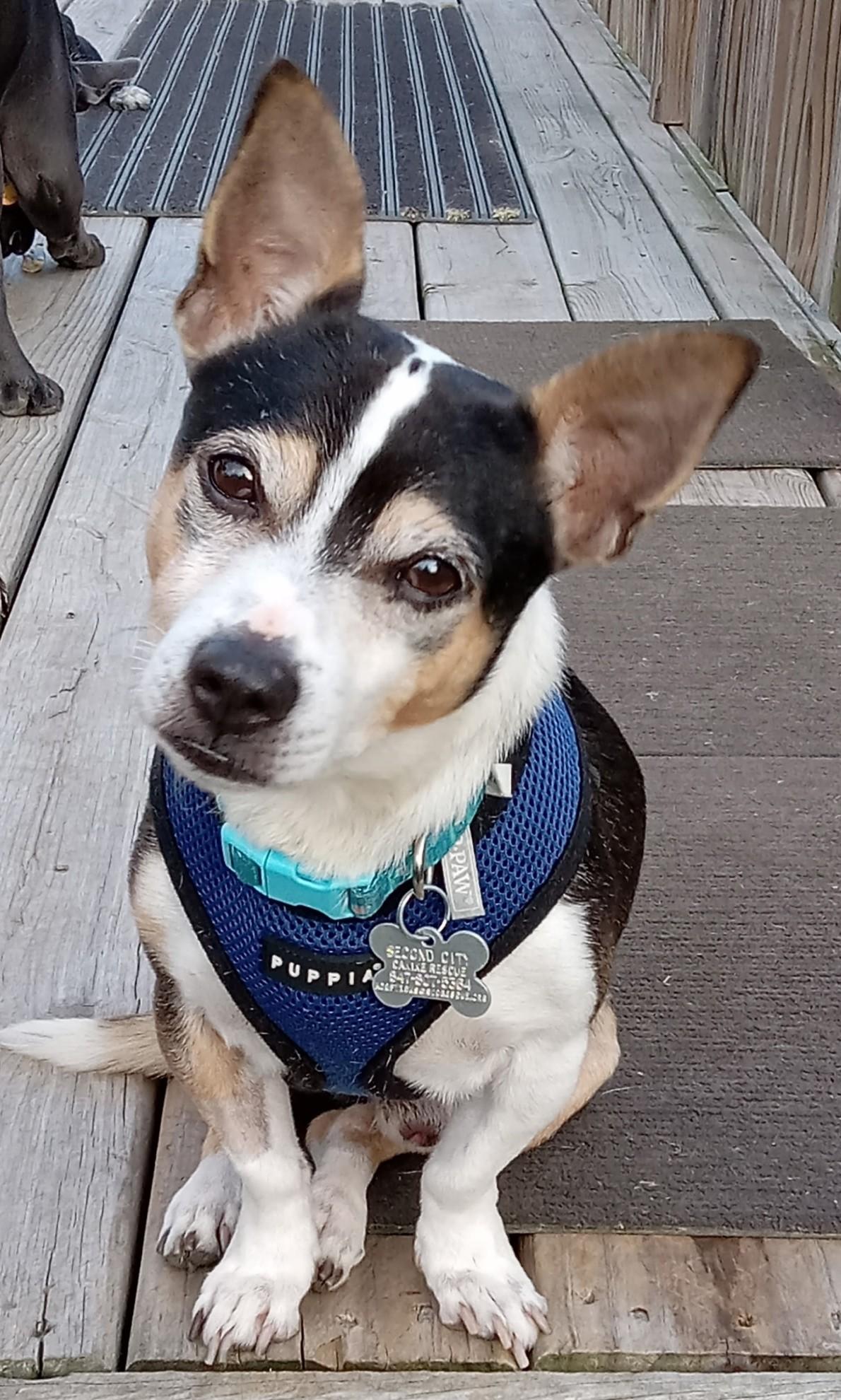 Russell, Adoptable, Senior Male Terrier & Mixed Breed.