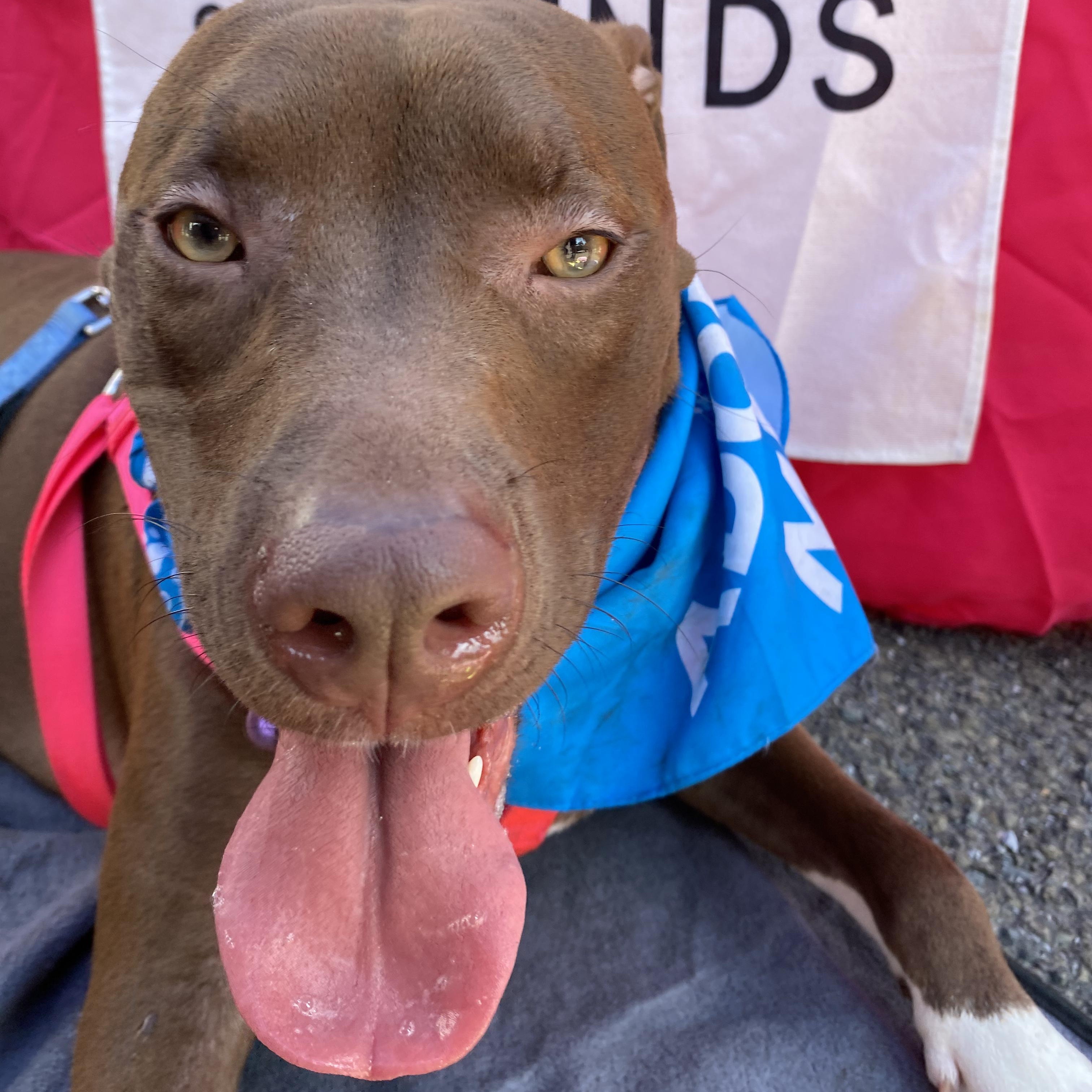 Enlarge Mary, a Adoptable mixed breed in New York, NY image 2/6