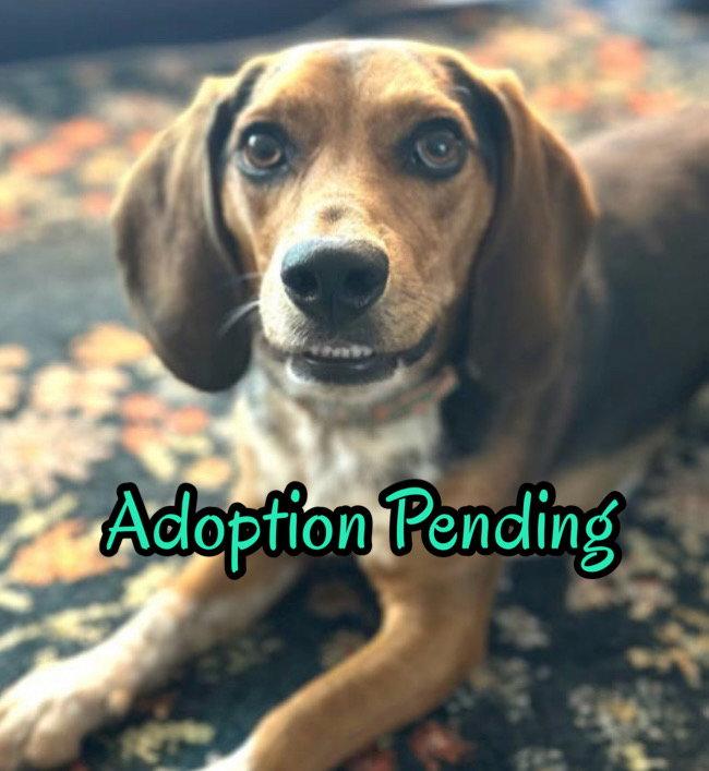 Rowdy III, Adoptable, Young Male Beagle.