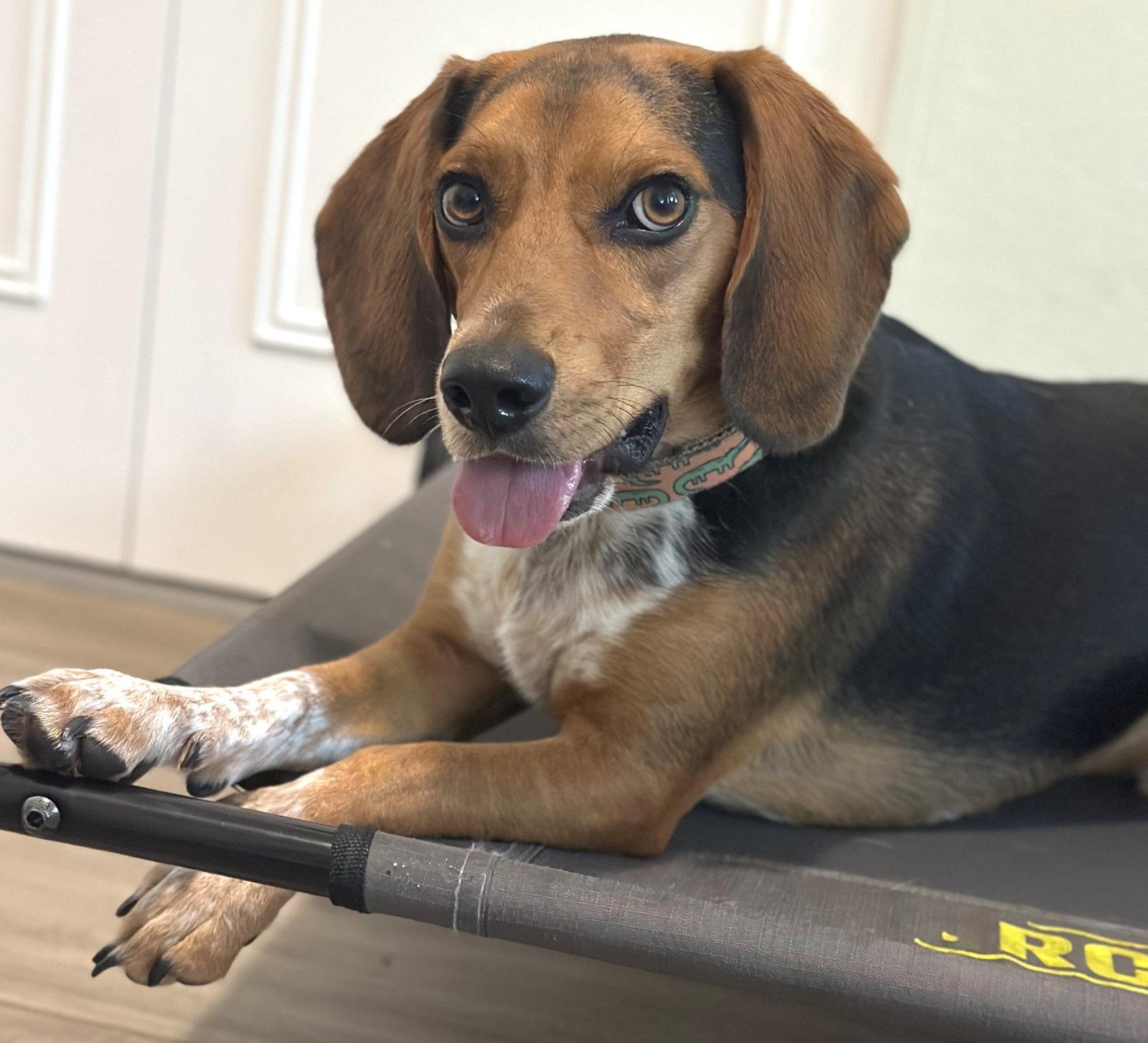 Rowdy III, Adoptable, Young Male Beagle.
