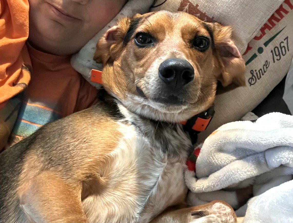 Enlarge Rowdy III, a Adoptable Beagle in Dunnellon, FL image 2/3