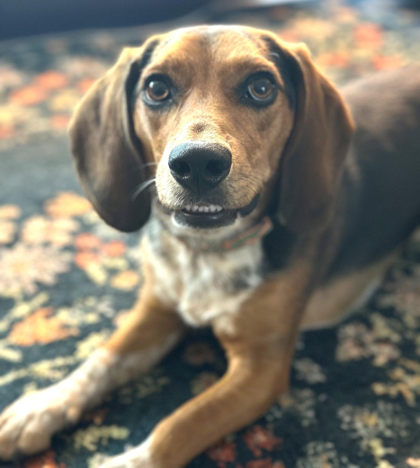 Enlarge Rowdy III, a Adoptable Beagle in Dunnellon, FL image 3/3