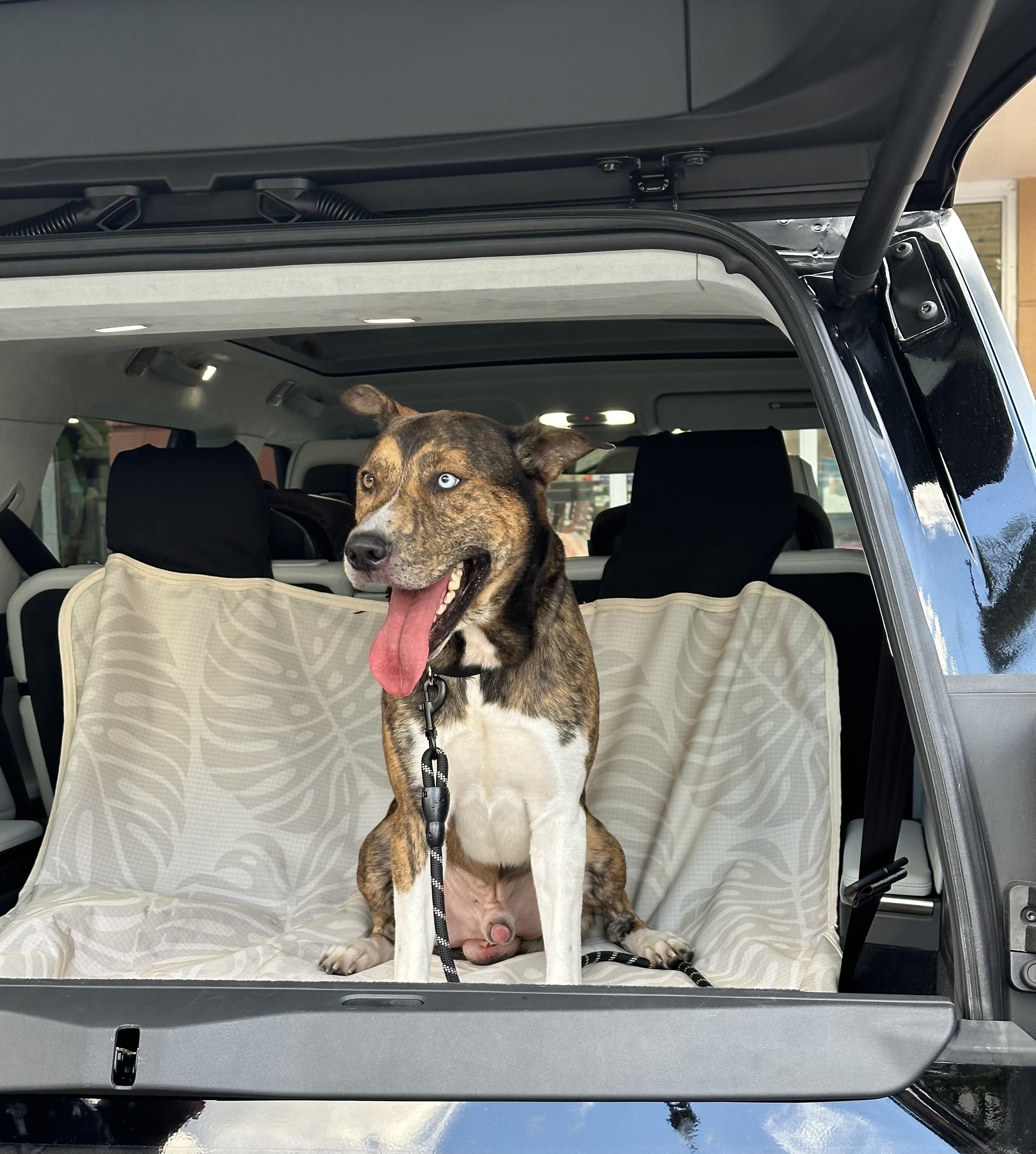 Django, Adopted, Young Male Husky.