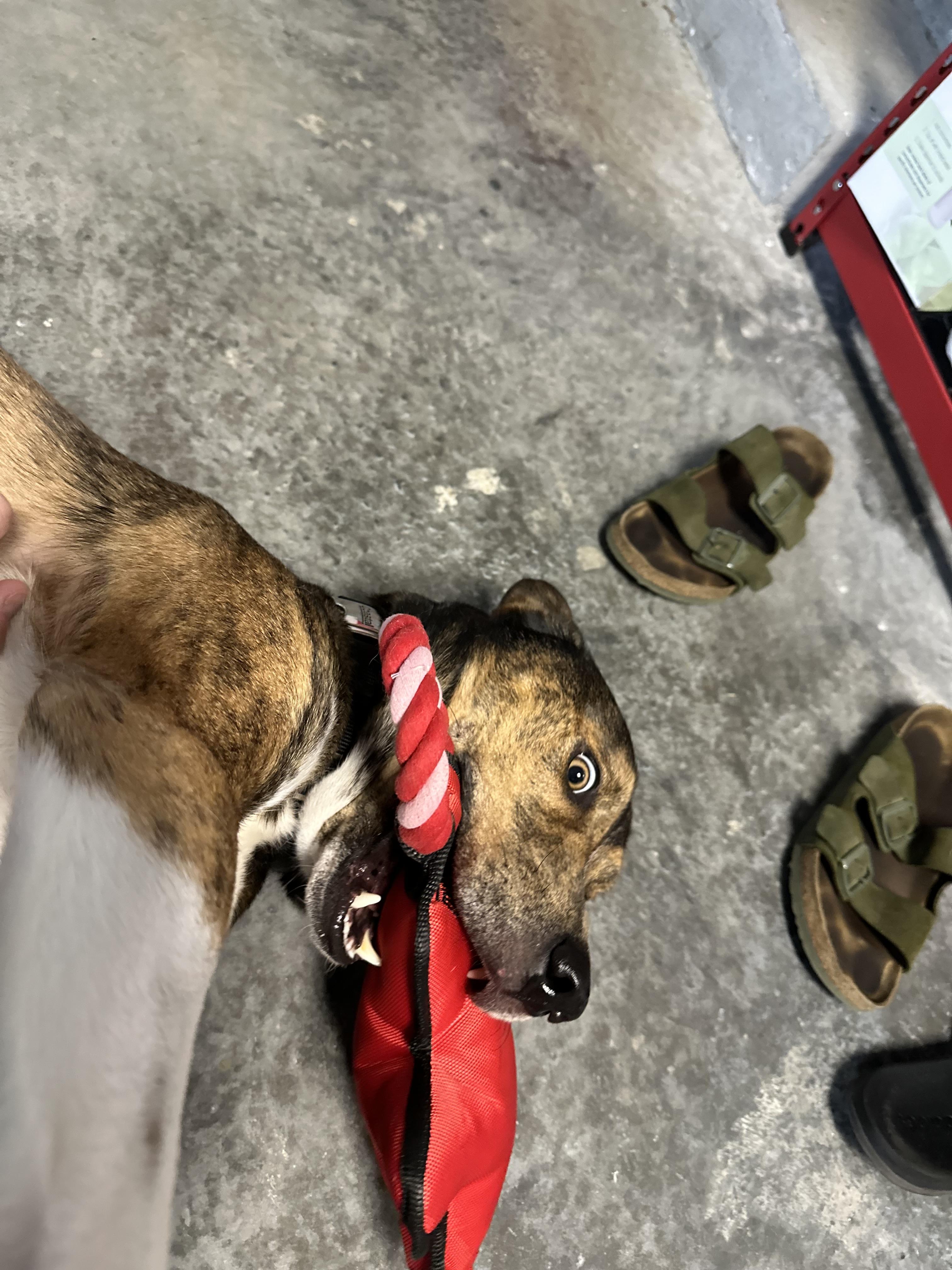 Enlarge Django, a Adopted Husky in North Miami, FL image 2/6