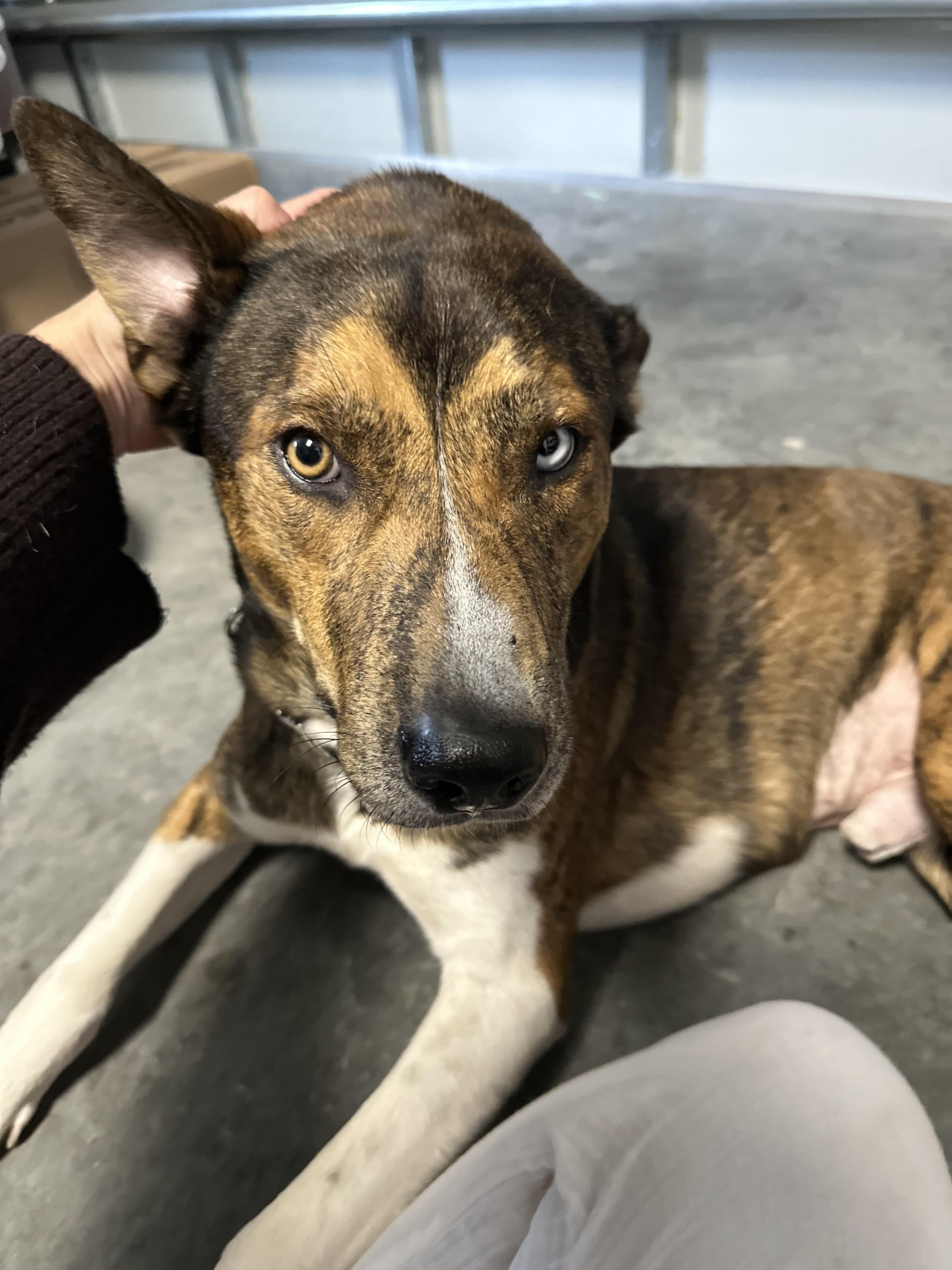 Django, Adopted, Young Male Husky.