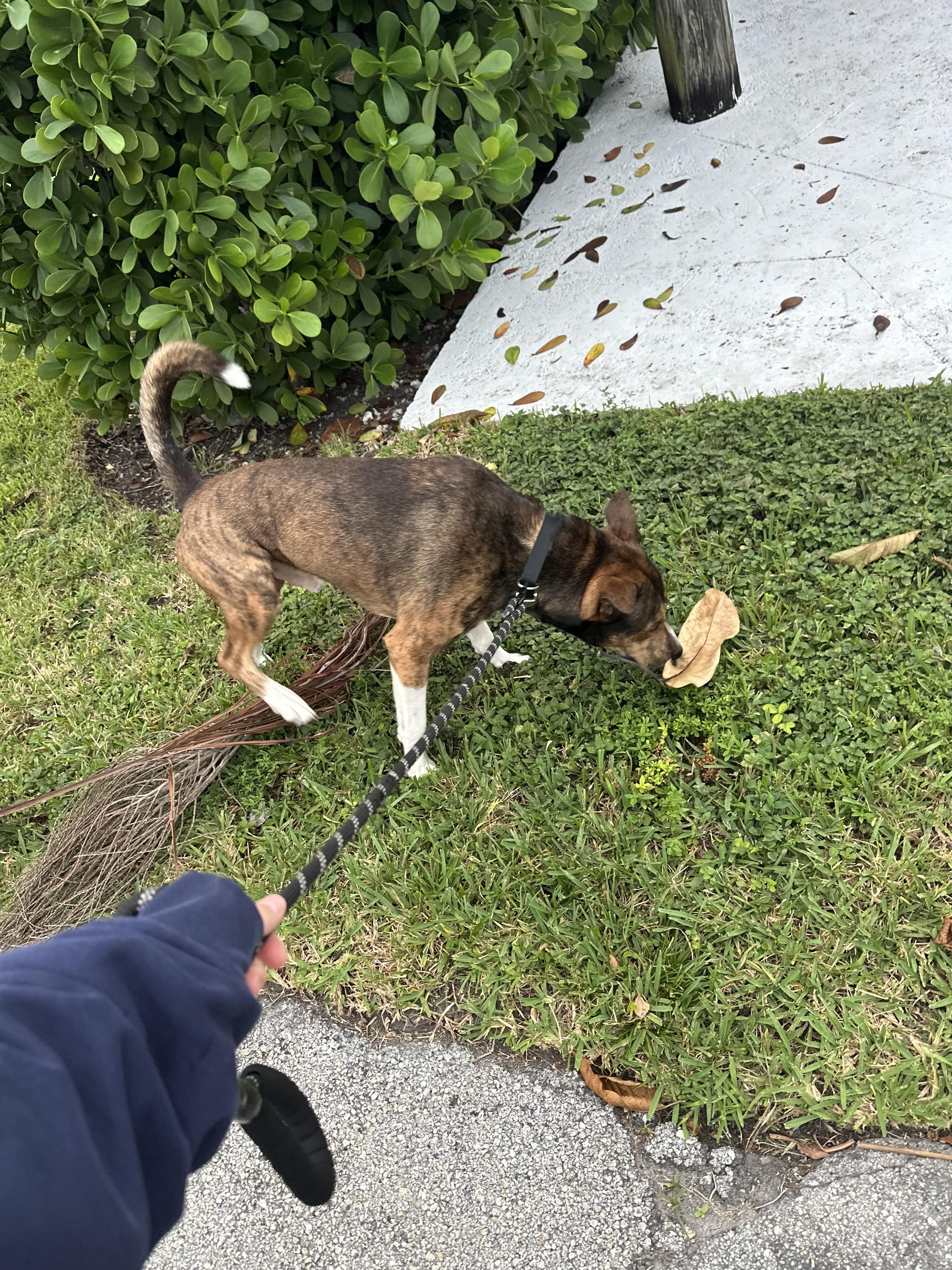 Enlarge Django, a Adopted Husky in North Miami, FL image 4/6