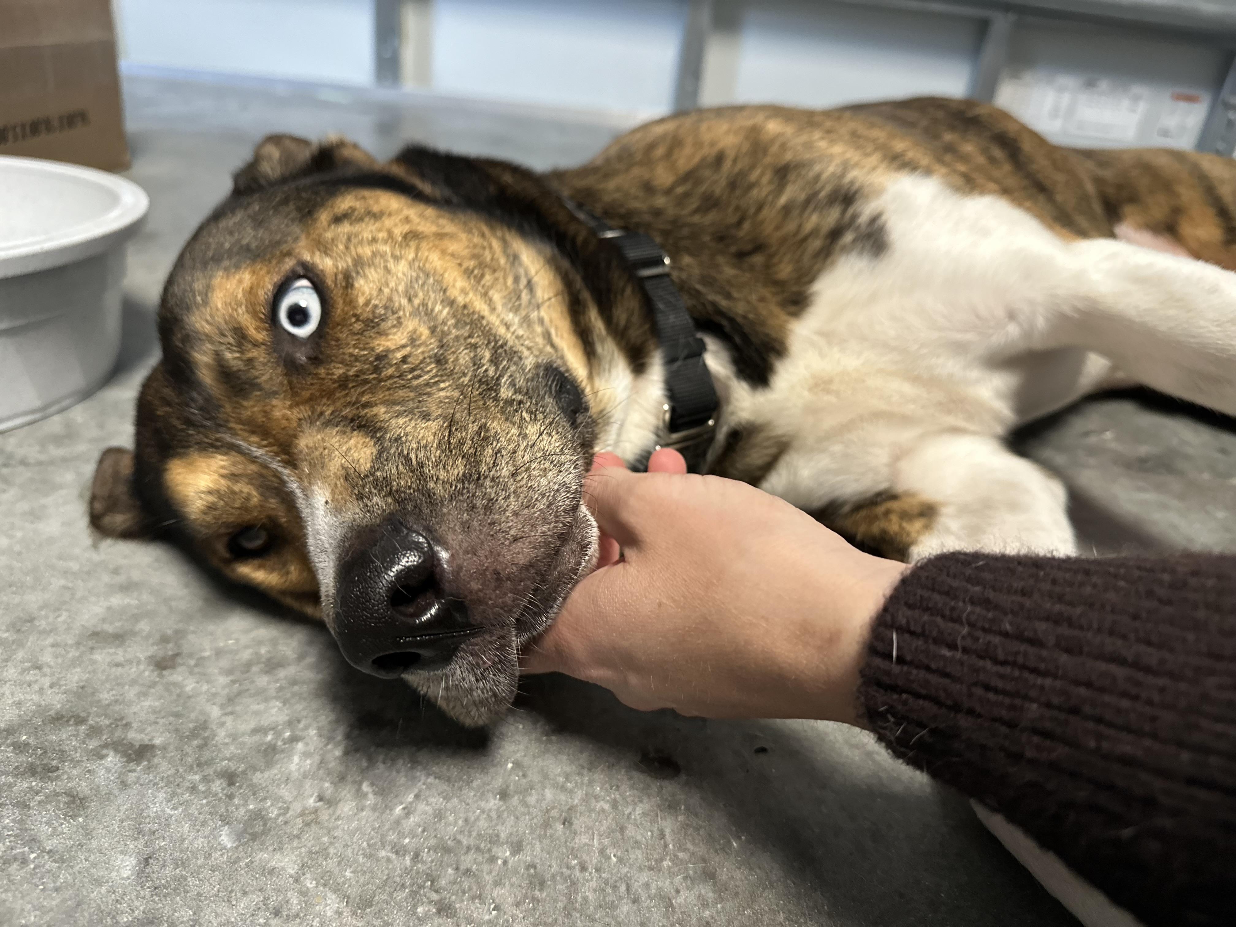 Enlarge Django, a Adopted Husky in North Miami, FL image 5/6