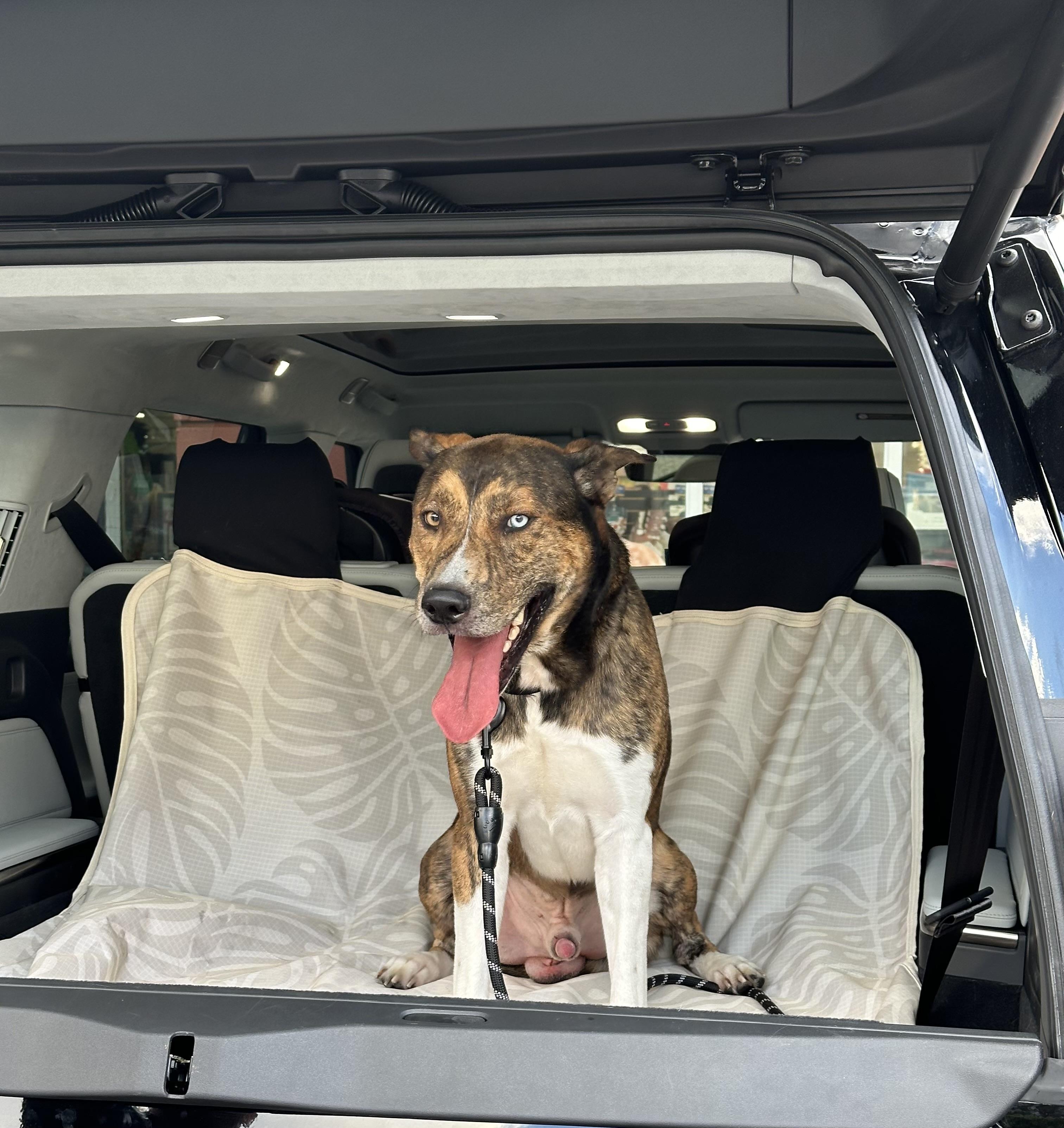 Enlarge Django, a Adopted Husky in North Miami, FL image 6/6
