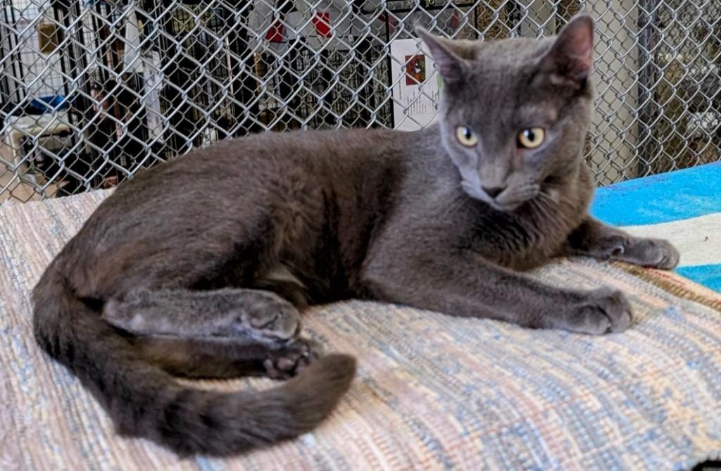 Hopper / Bitters, Adoptable, Young Male Domestic Short Hair.