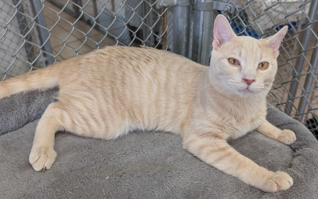 Hopper / Bitters, a Adoptable mixed breed in Youngtown, AZ image 2/3