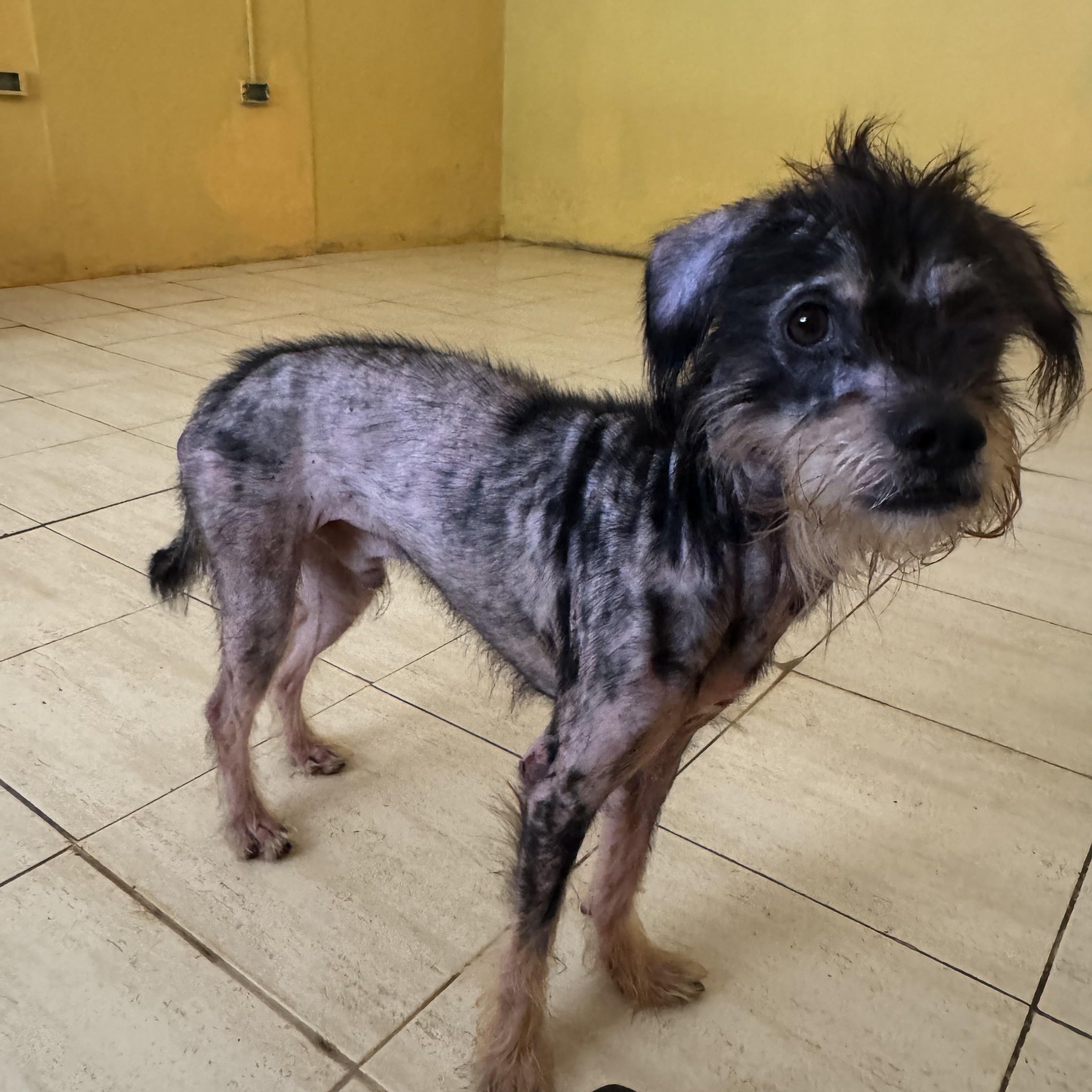 JJ, a ADOPTABLE mixed breed in Bayville , NY image 3/5