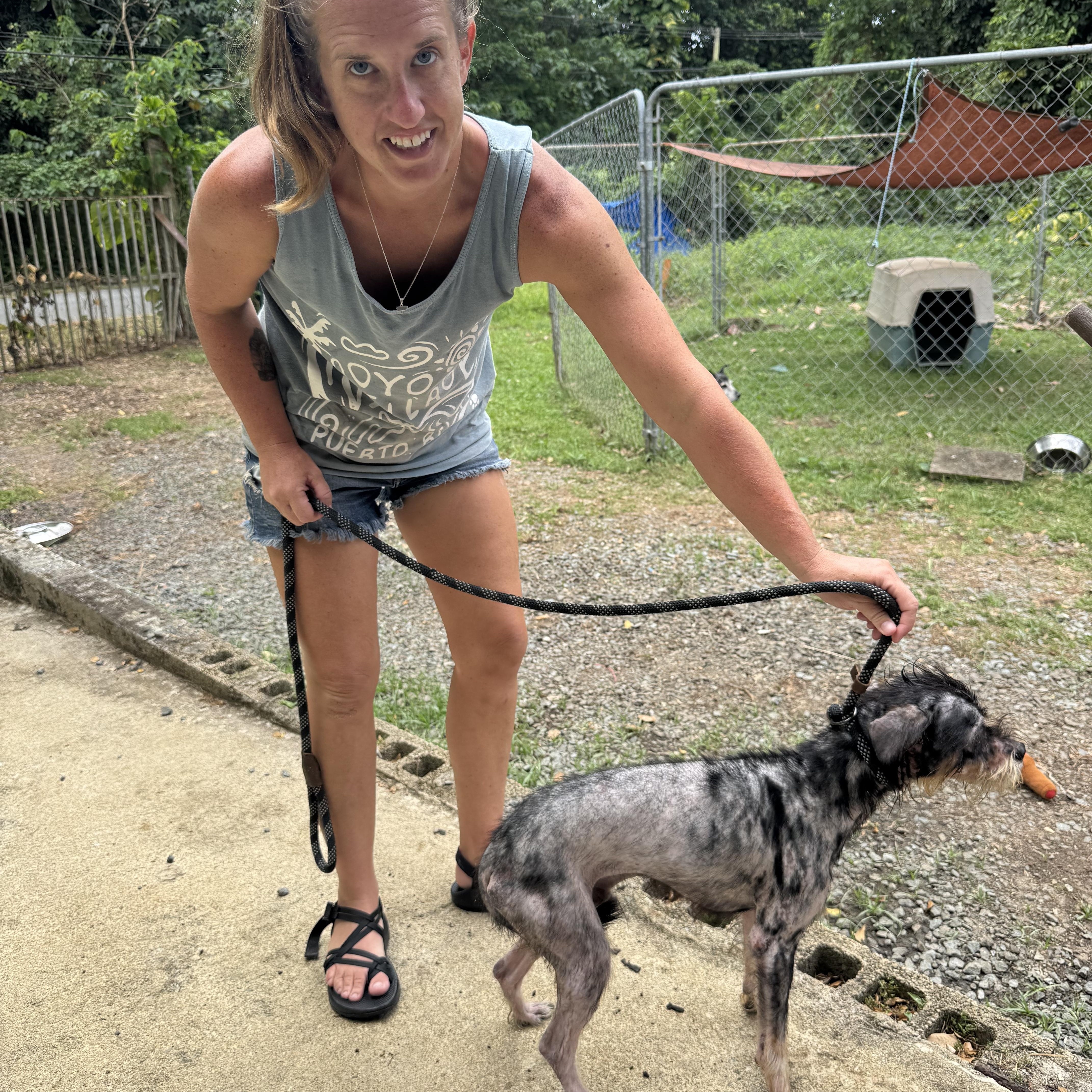 JJ, a ADOPTABLE mixed breed in Bayville , NY image 2/5