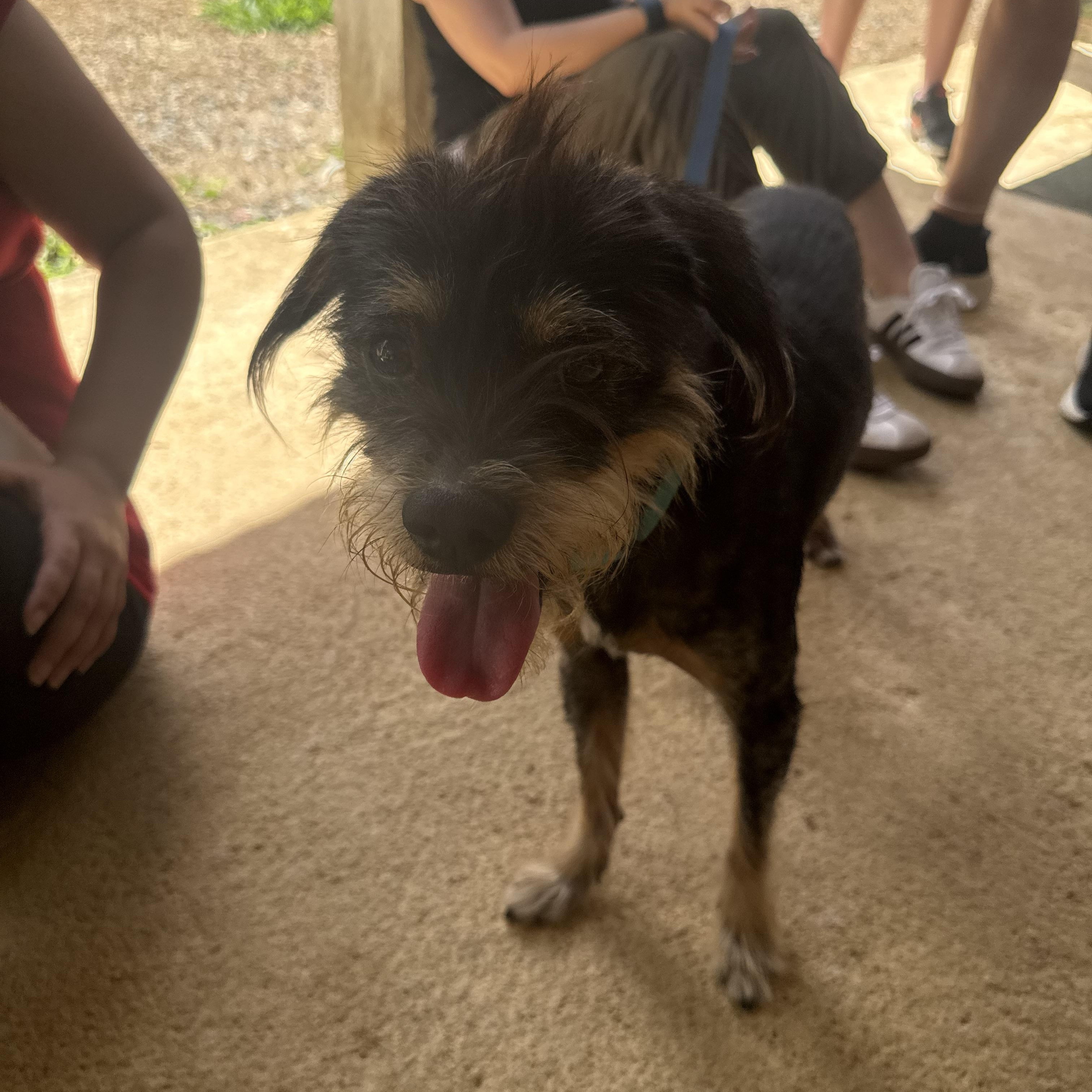 JJ, ADOPTABLE, Adult Male Wirehaired Terrier.