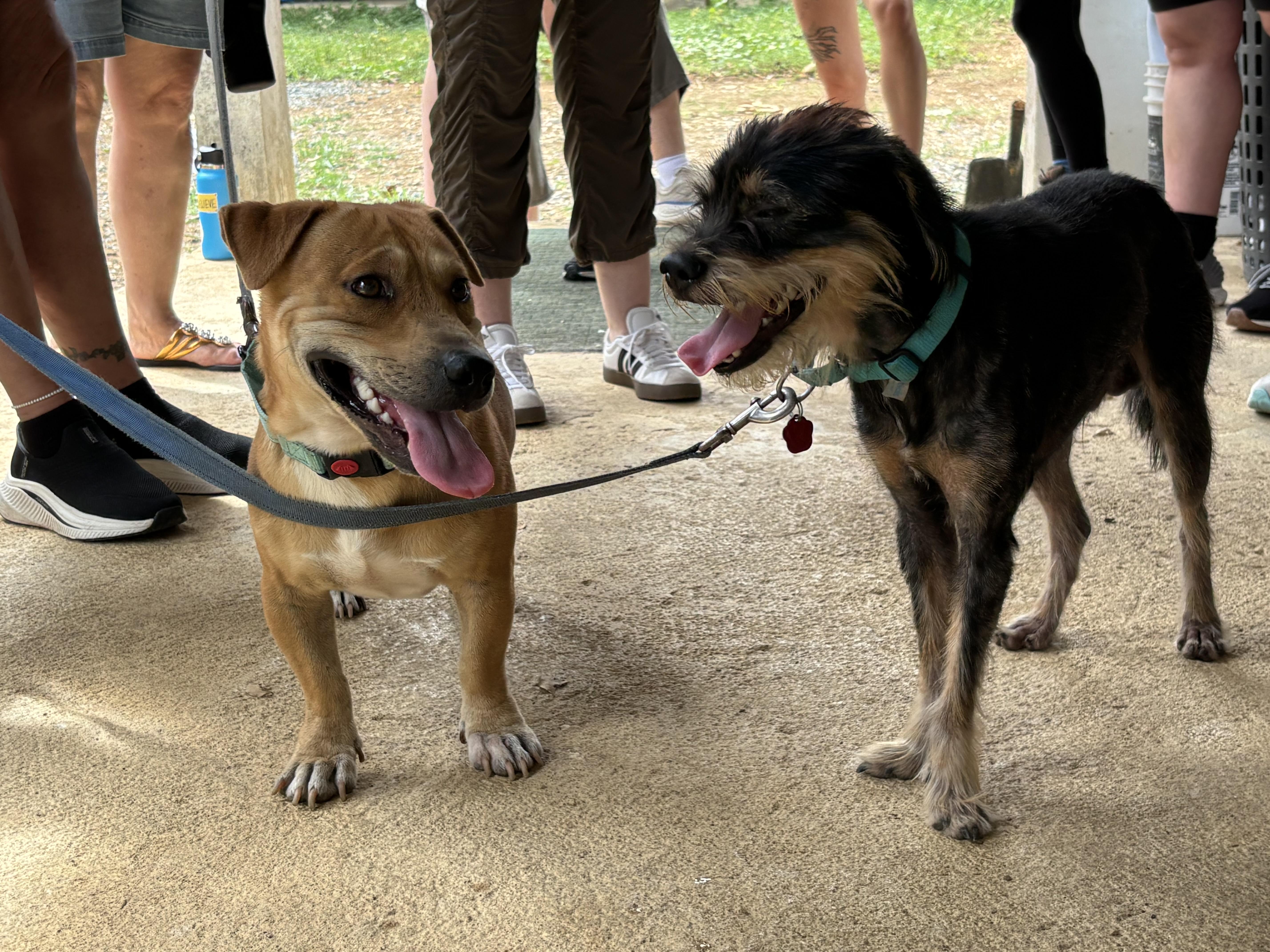 JJ, a ADOPTABLE mixed breed in Bayville , NY image 5/5
