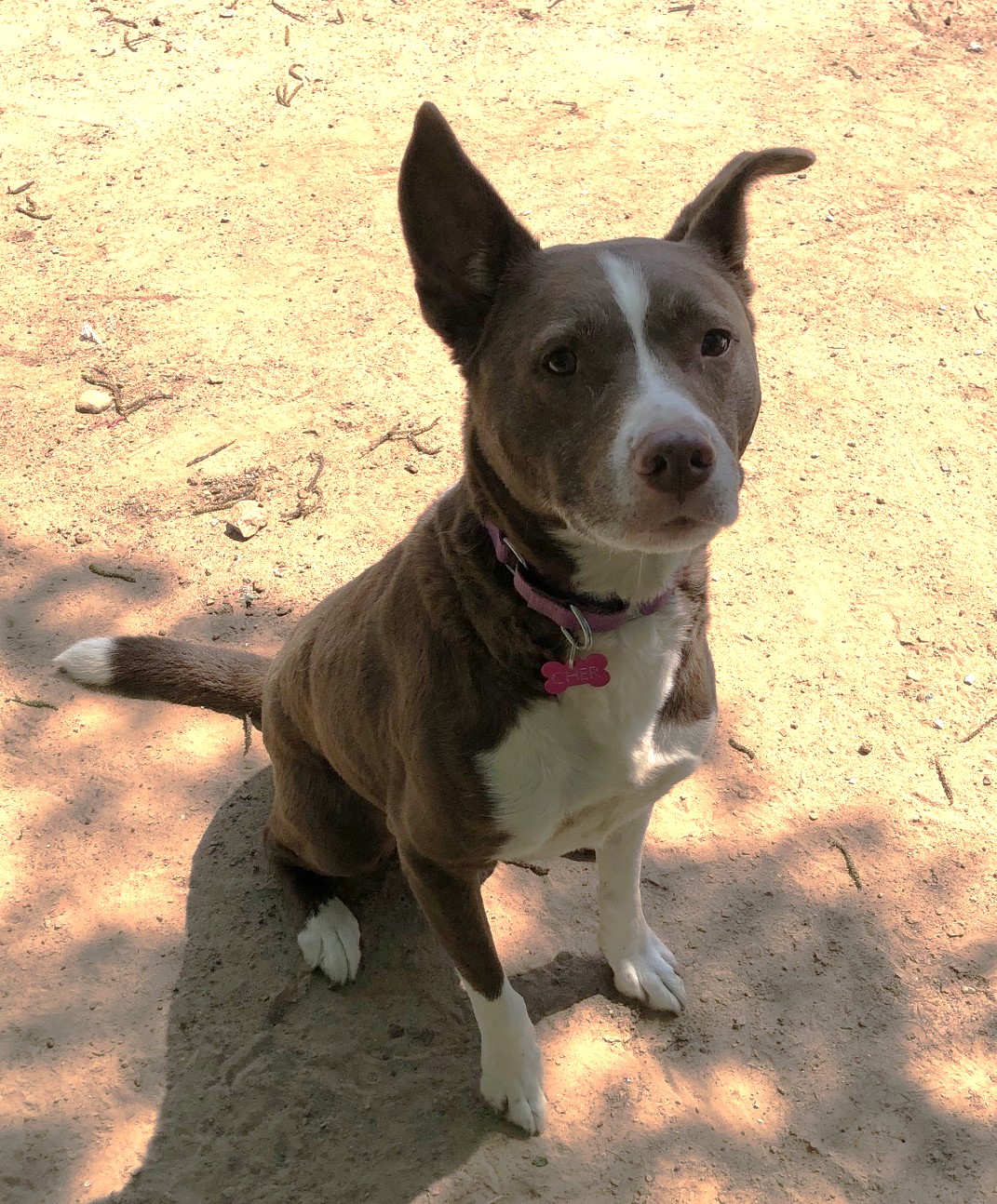 Sonny and Cher, Adoptable, Adult Male Siberian Husky.