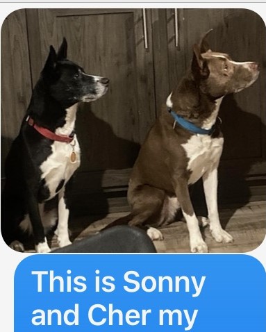 Sonny and Cher, Adoptable, Adult Male Siberian Husky.