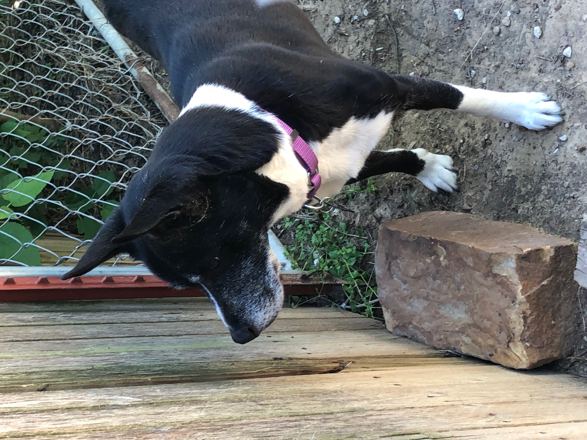 Enlarge Sonny and Cher, a Adoptable Siberian Husky in Tulsa, OK image 3/3