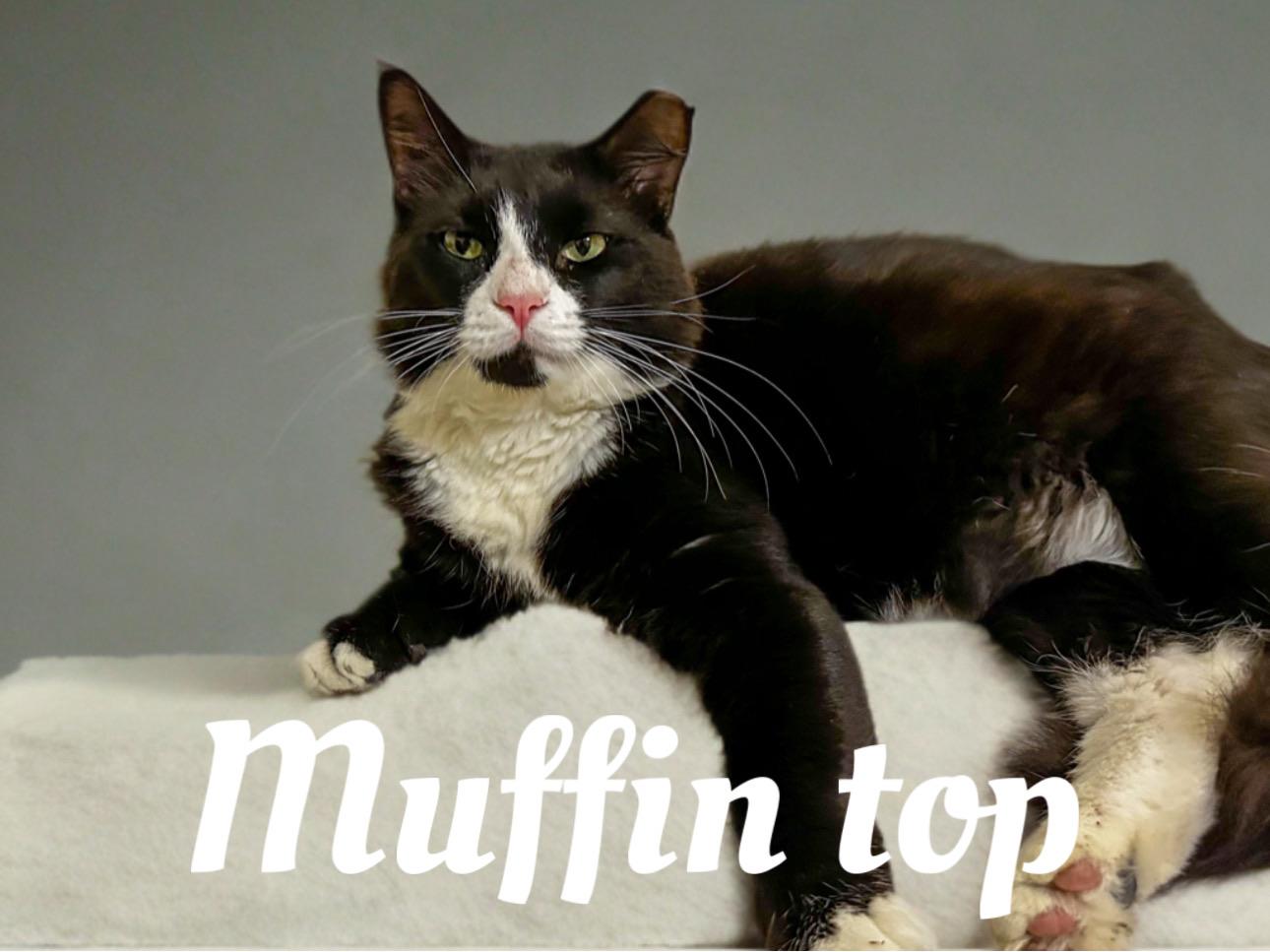 Enlarge Muffin top, a Adoptable Domestic Long Hair in Plant city, FL image 1/1