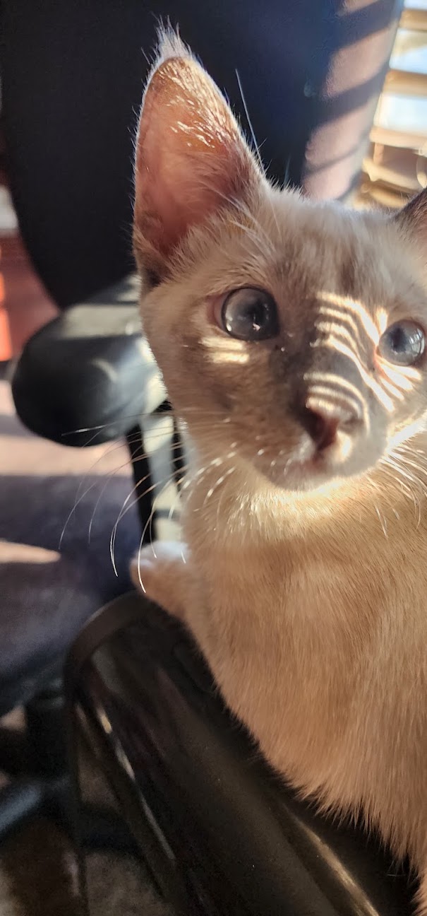 Enlarge Jenny, a Adopted Siamese in Fontana, CA image 1/3