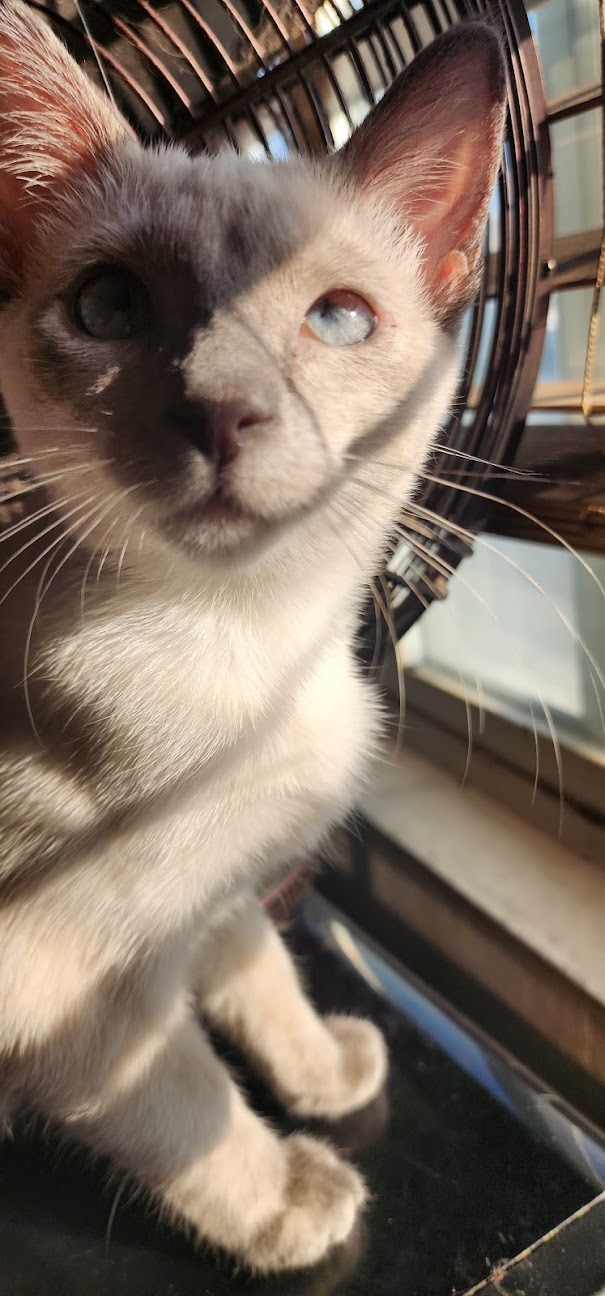 Enlarge Jenny, a Adopted Siamese in Fontana, CA image 2/3