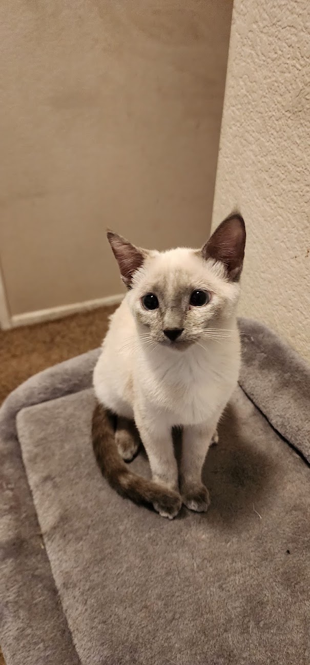 Enlarge Jenny, a Adopted Siamese in Fontana, CA image 3/3